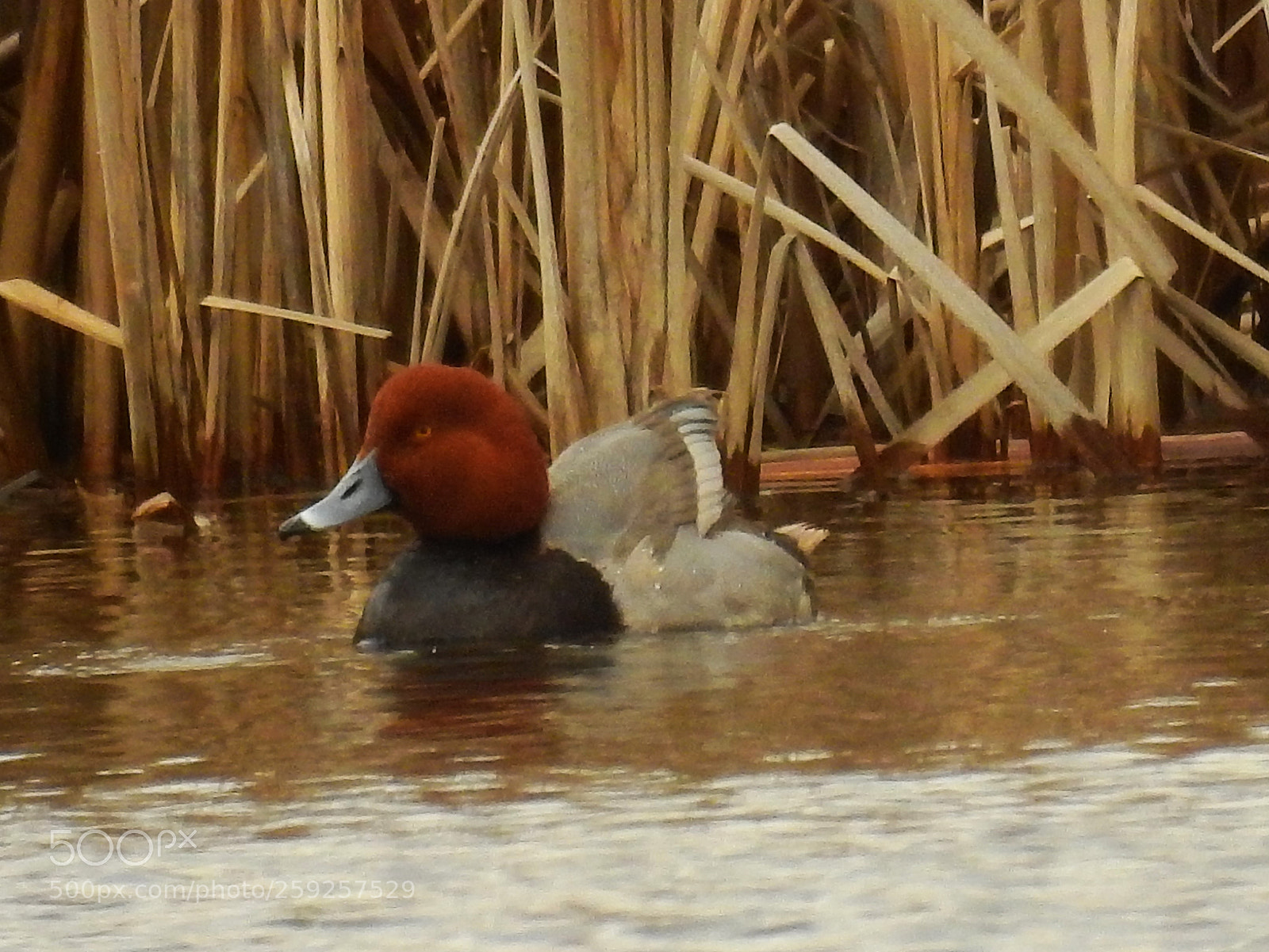 Nikon Coolpix P900 sample photo. Red-headed duck photography