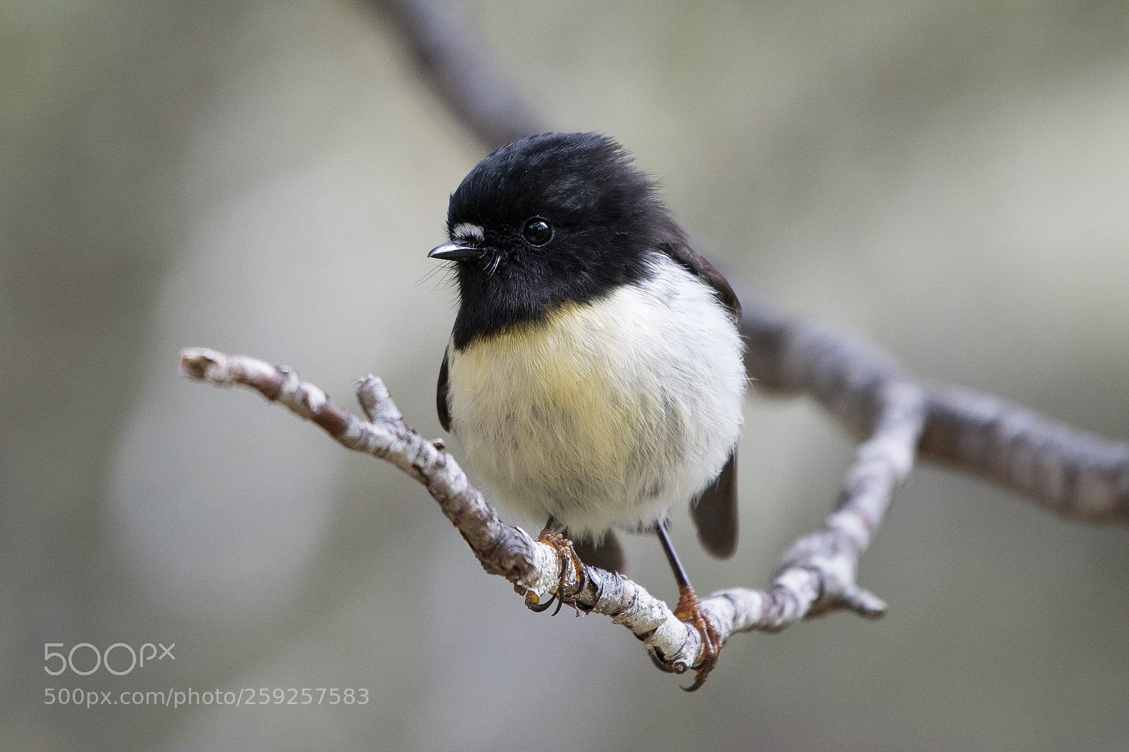 Nikon D500 sample photo. Si tomtit miromiro or photography