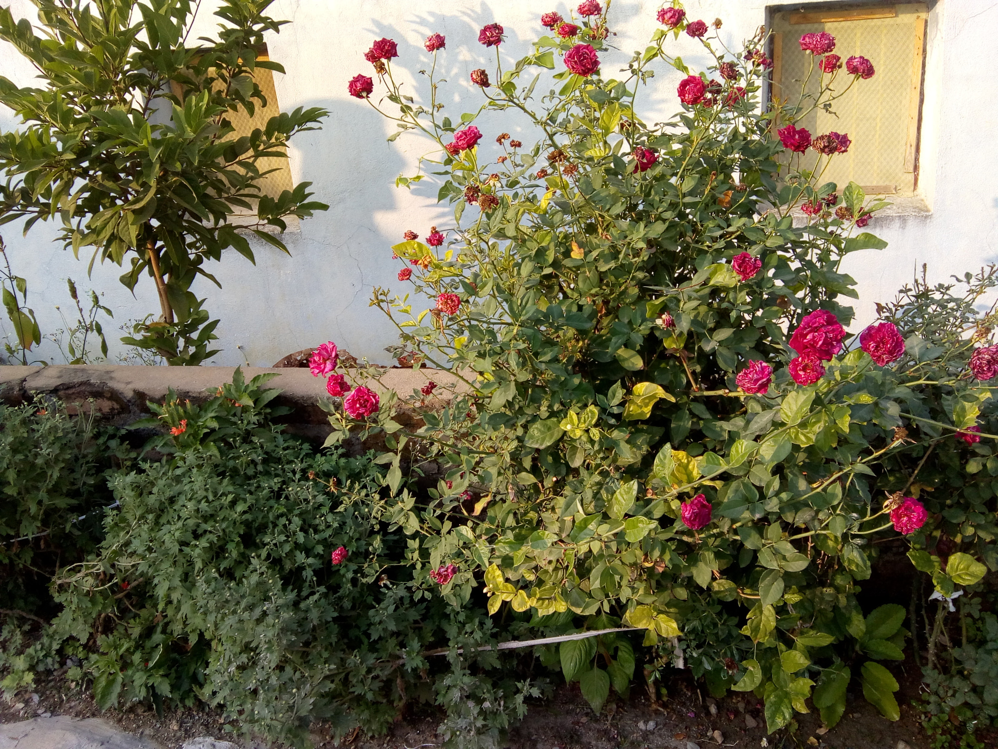 Motorola Moto C Plus sample photo
