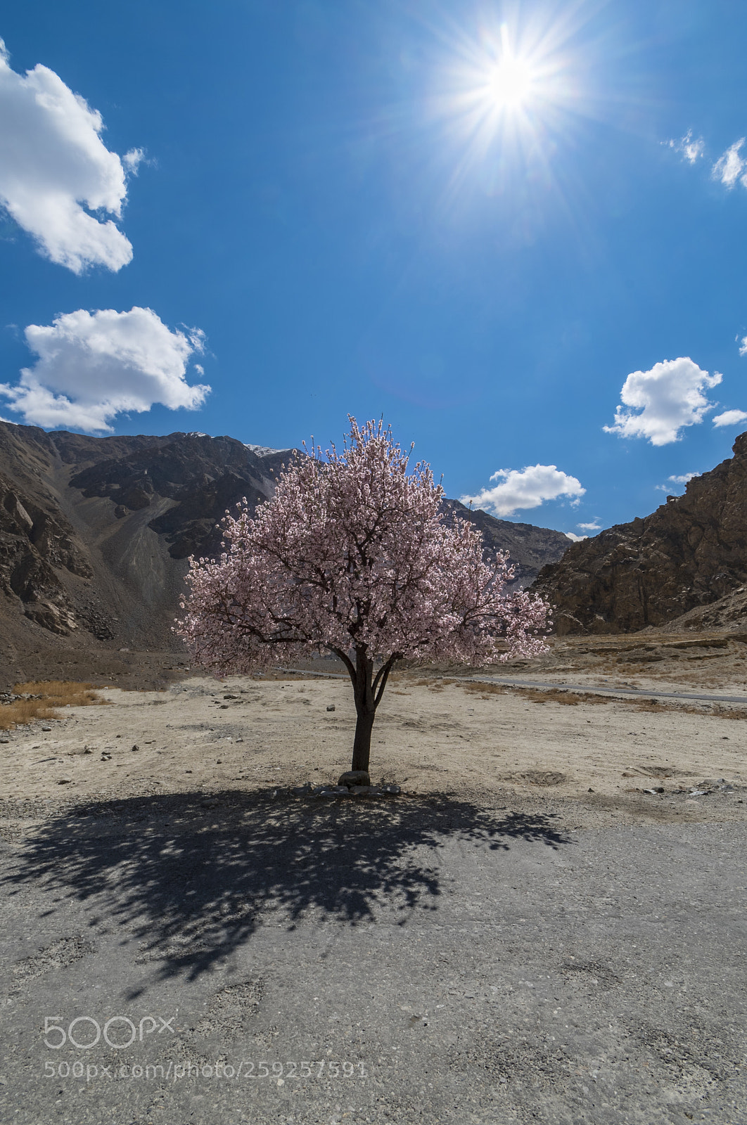 Nikon D750 sample photo. Lonely tree photography