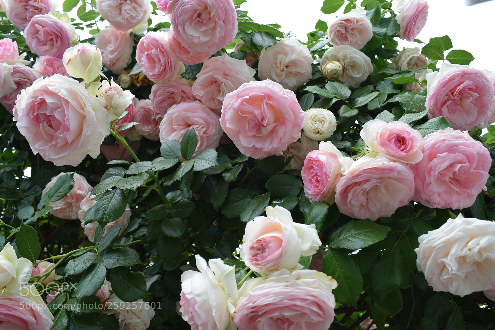 Nikon D5300 sample photo. Dsc photography
