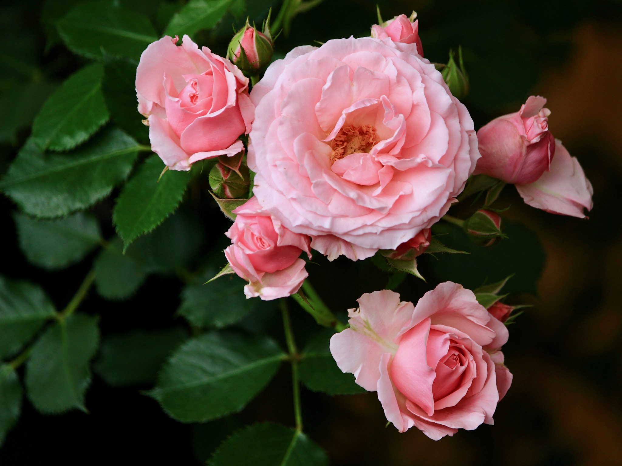 Canon EOS 700D (EOS Rebel T5i / EOS Kiss X7i) sample photo. Singing roses... photography