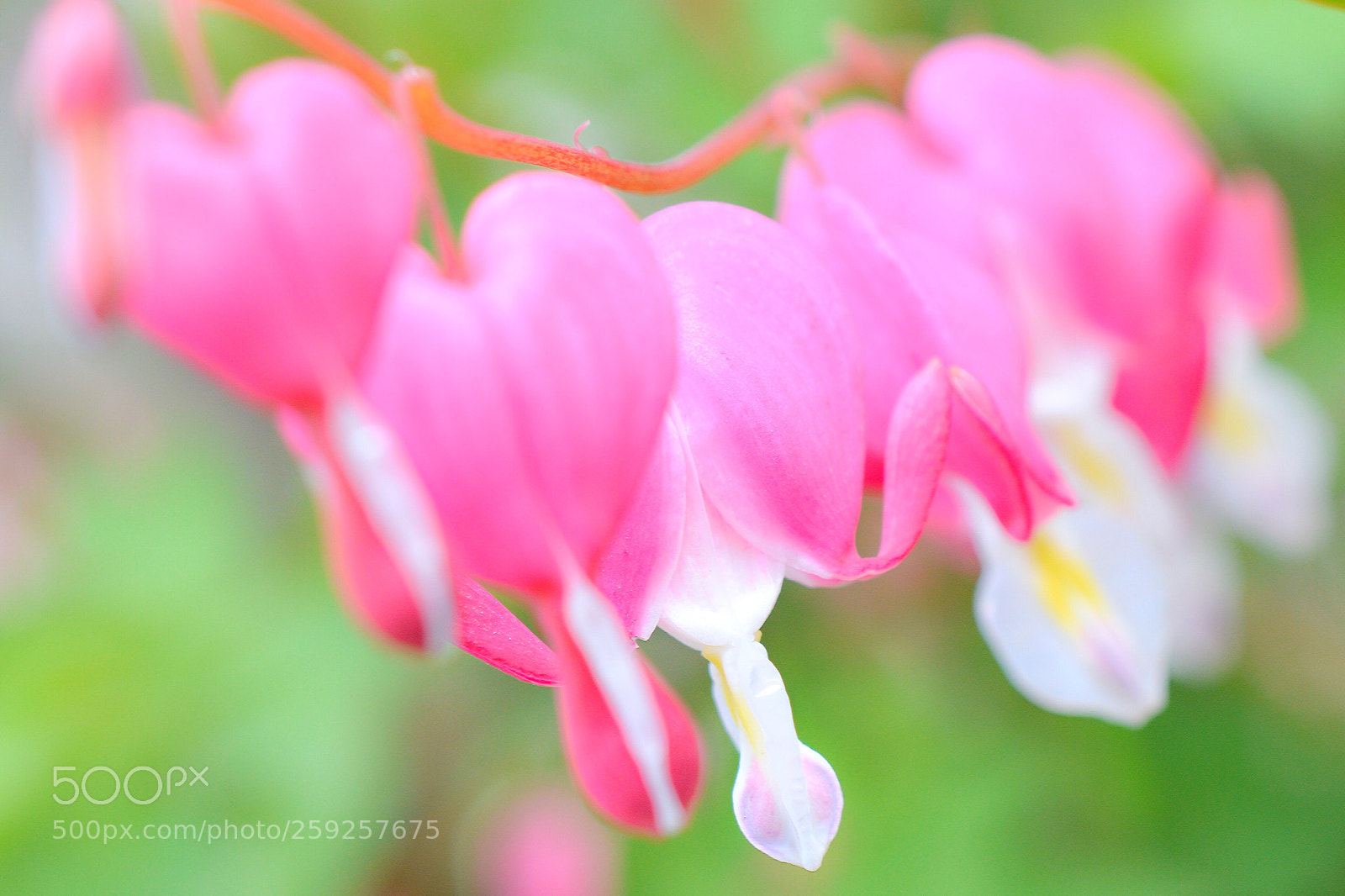 Nikon D3200 sample photo. Pink heart ? photography