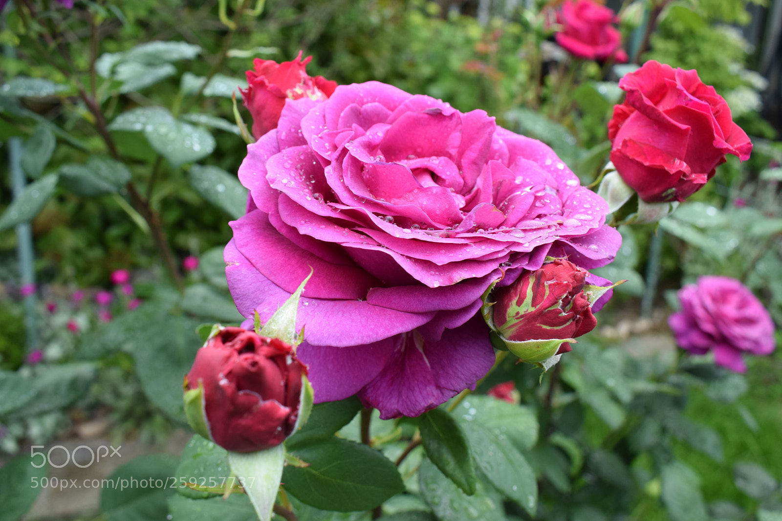 Nikon D5300 sample photo. Dsc photography