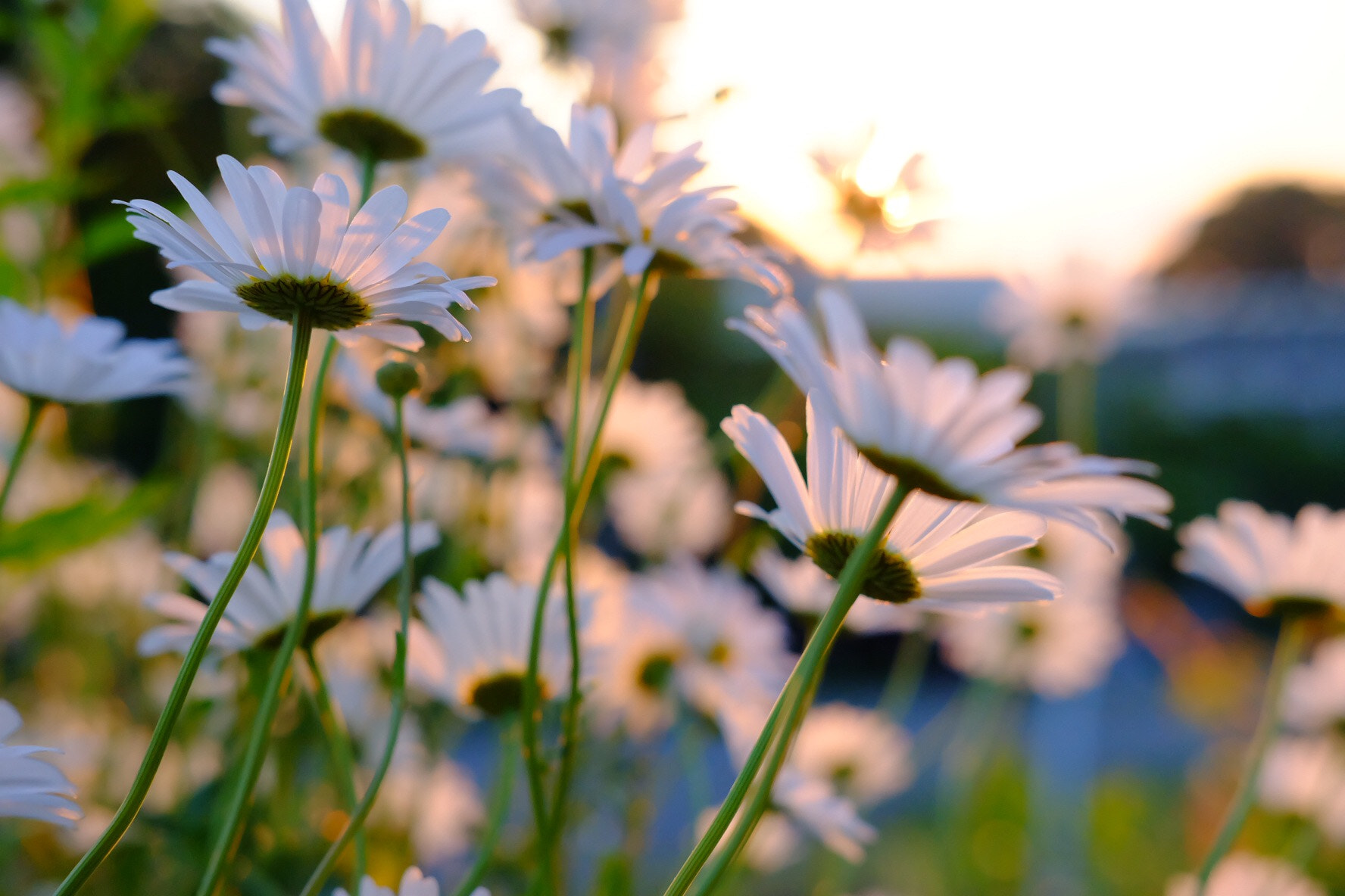 Fujifilm X-A1 sample photo