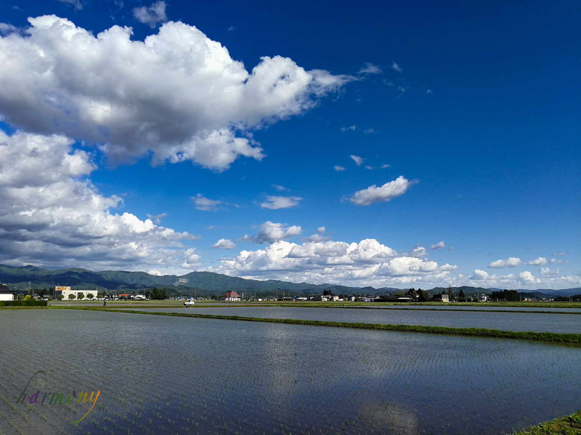HUAWEI P10 Plus sample photo. Fields of rice planting photography