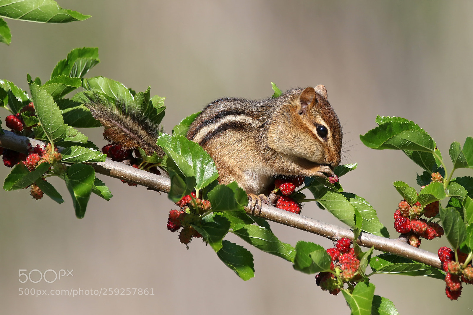 Canon EOS 7D Mark II sample photo. Chipmunk photography