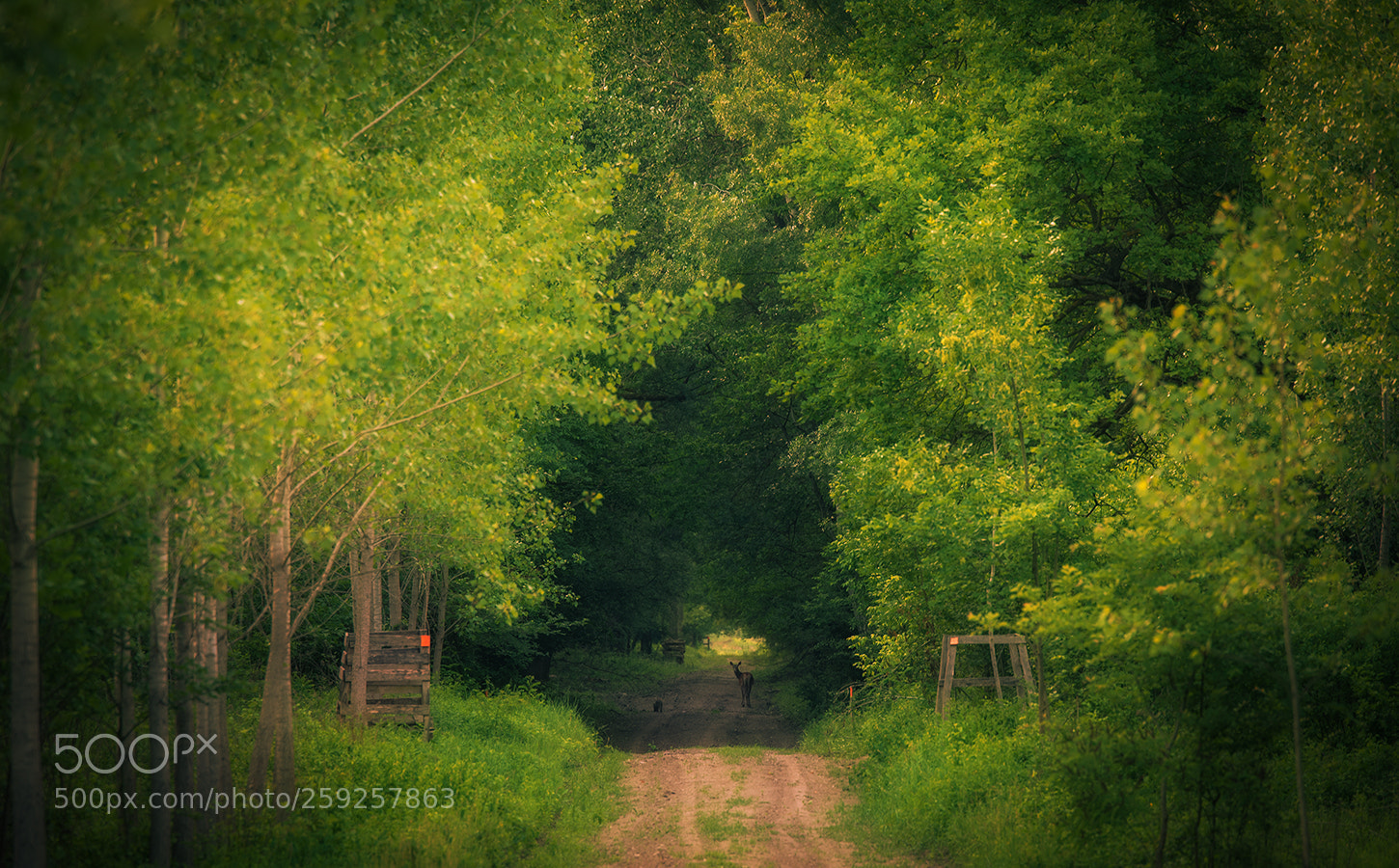 Nikon D750 sample photo. In the forest photography