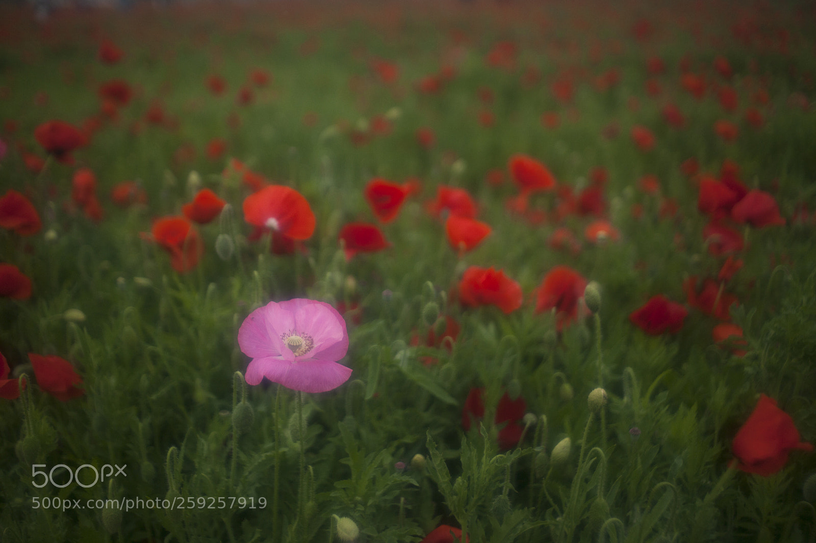 Canon EOS 5D Mark II sample photo. 양귀비 photography