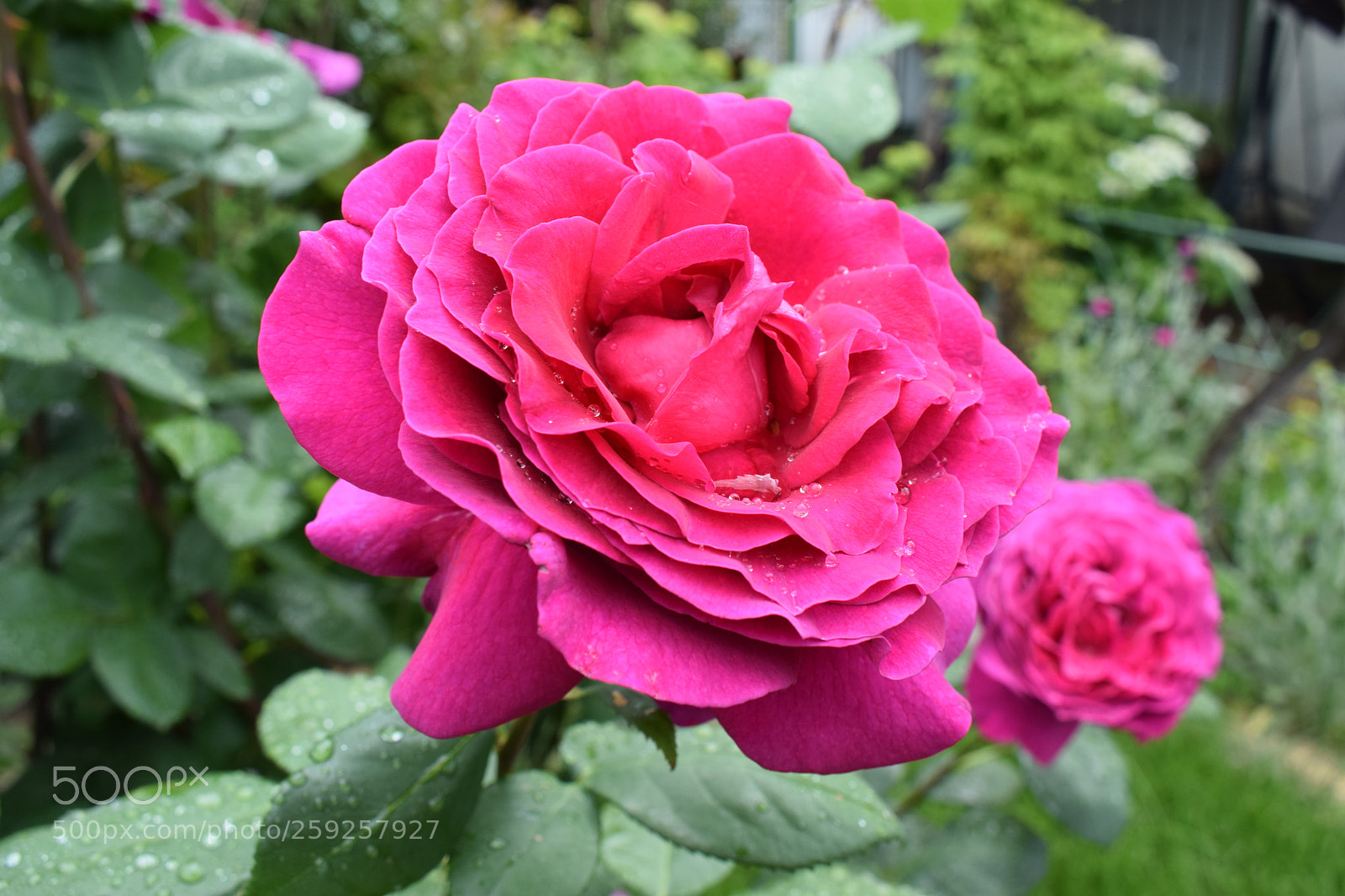 Nikon D5300 sample photo. Dsc photography