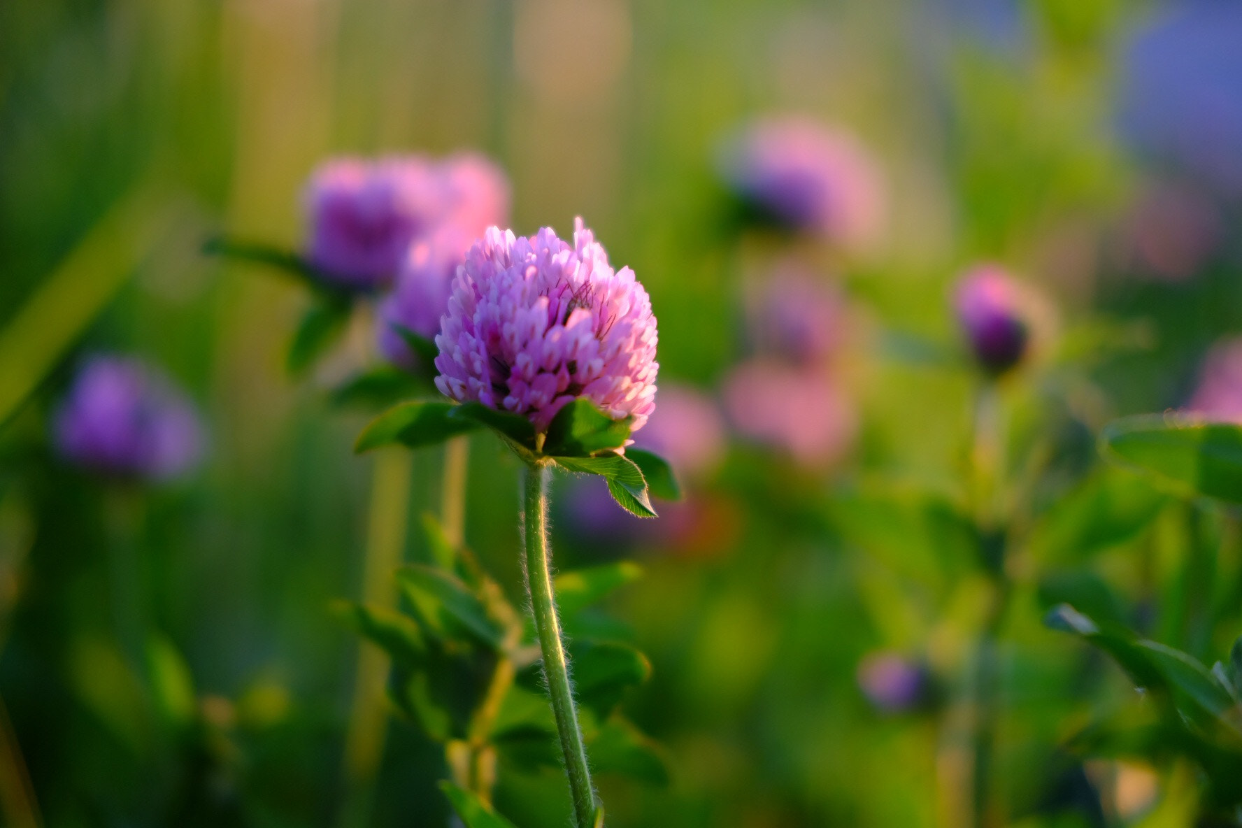 Fujifilm X-A1 sample photo