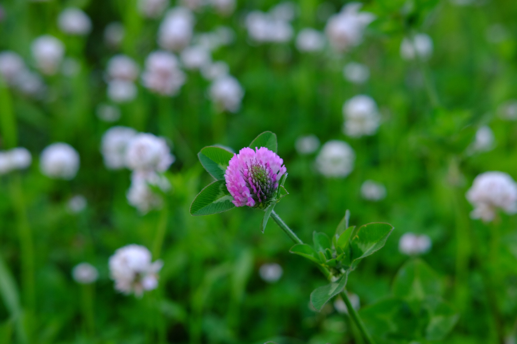 Fujifilm X-A1 sample photo