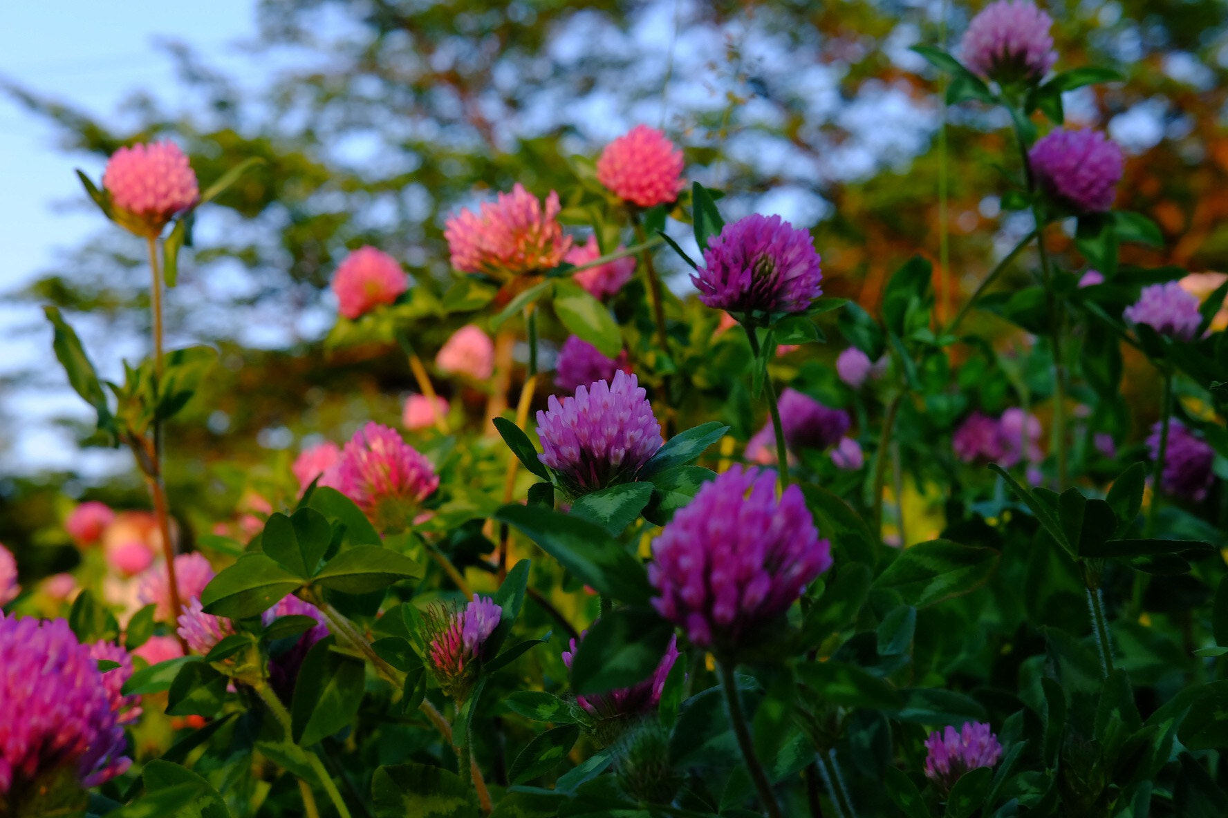 Fujifilm X-A1 sample photo