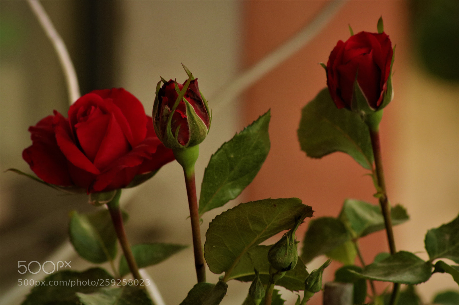 Canon EOS 750D (EOS Rebel T6i / EOS Kiss X8i) sample photo. Red rose photography