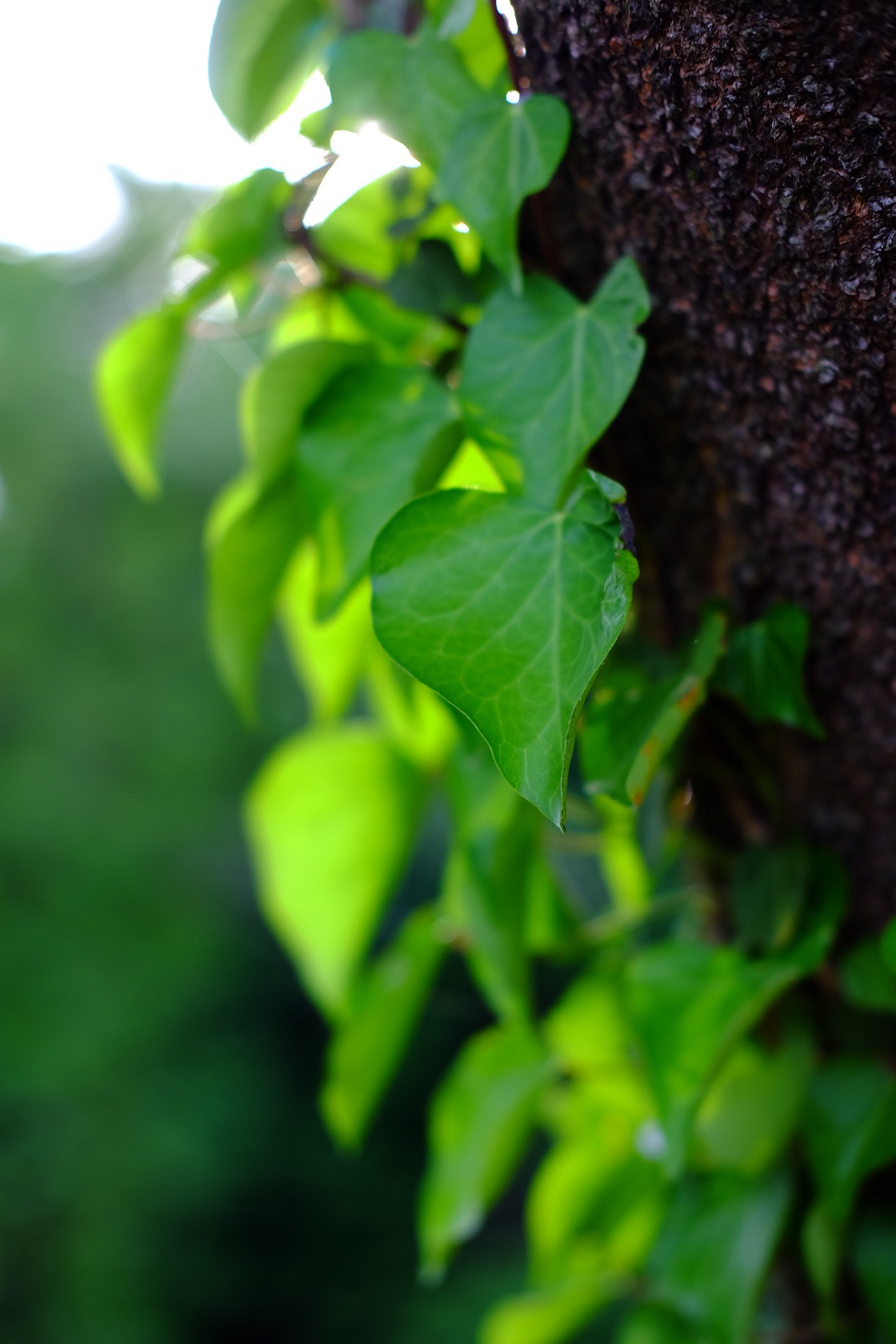 Fujifilm X-A1 sample photo