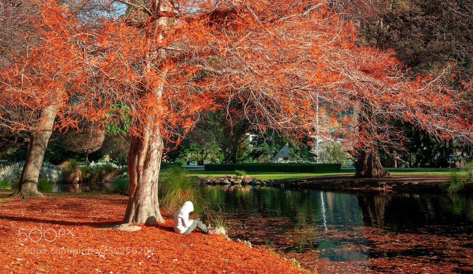 Nikon D800E sample photo. Shades of red photography