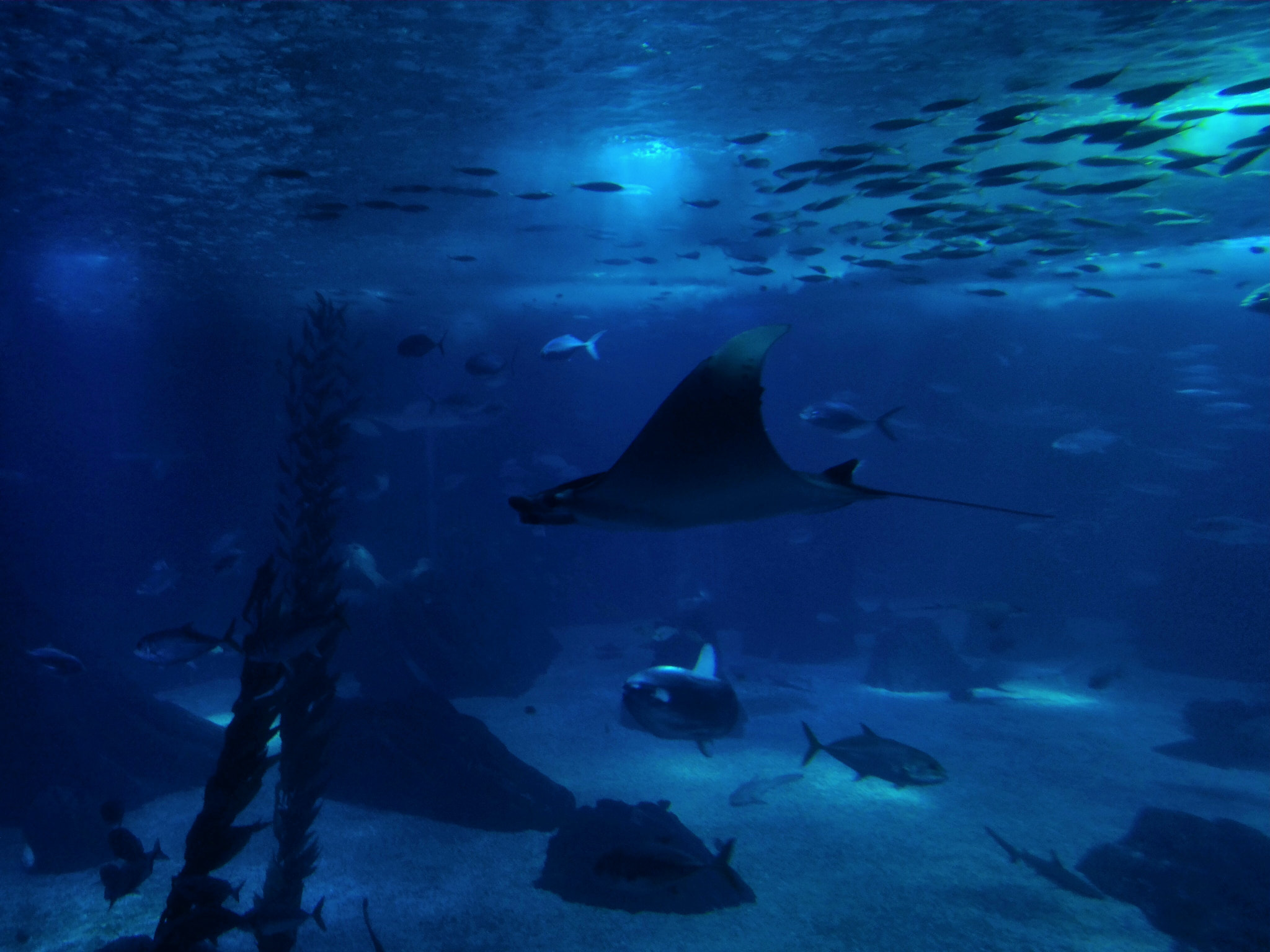 ASUS ZenFone 2 (ZE551ML) sample photo. Living underwater photography