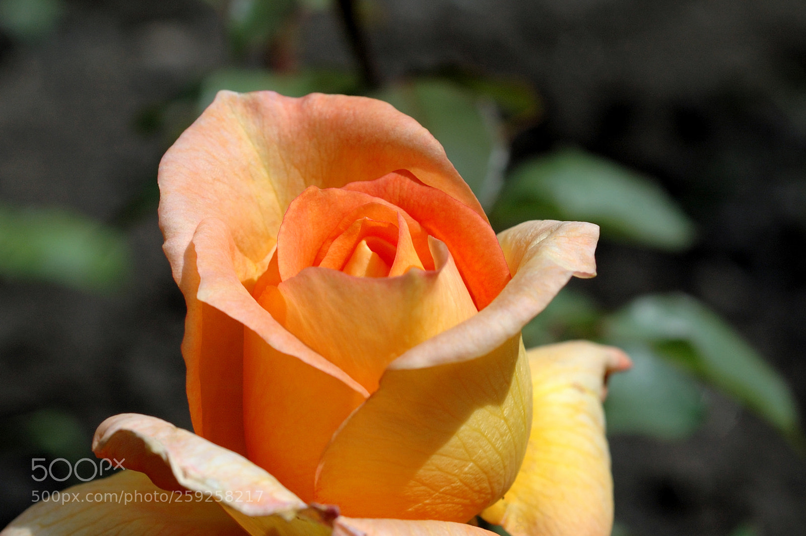 Nikon D70s sample photo. Rose photography