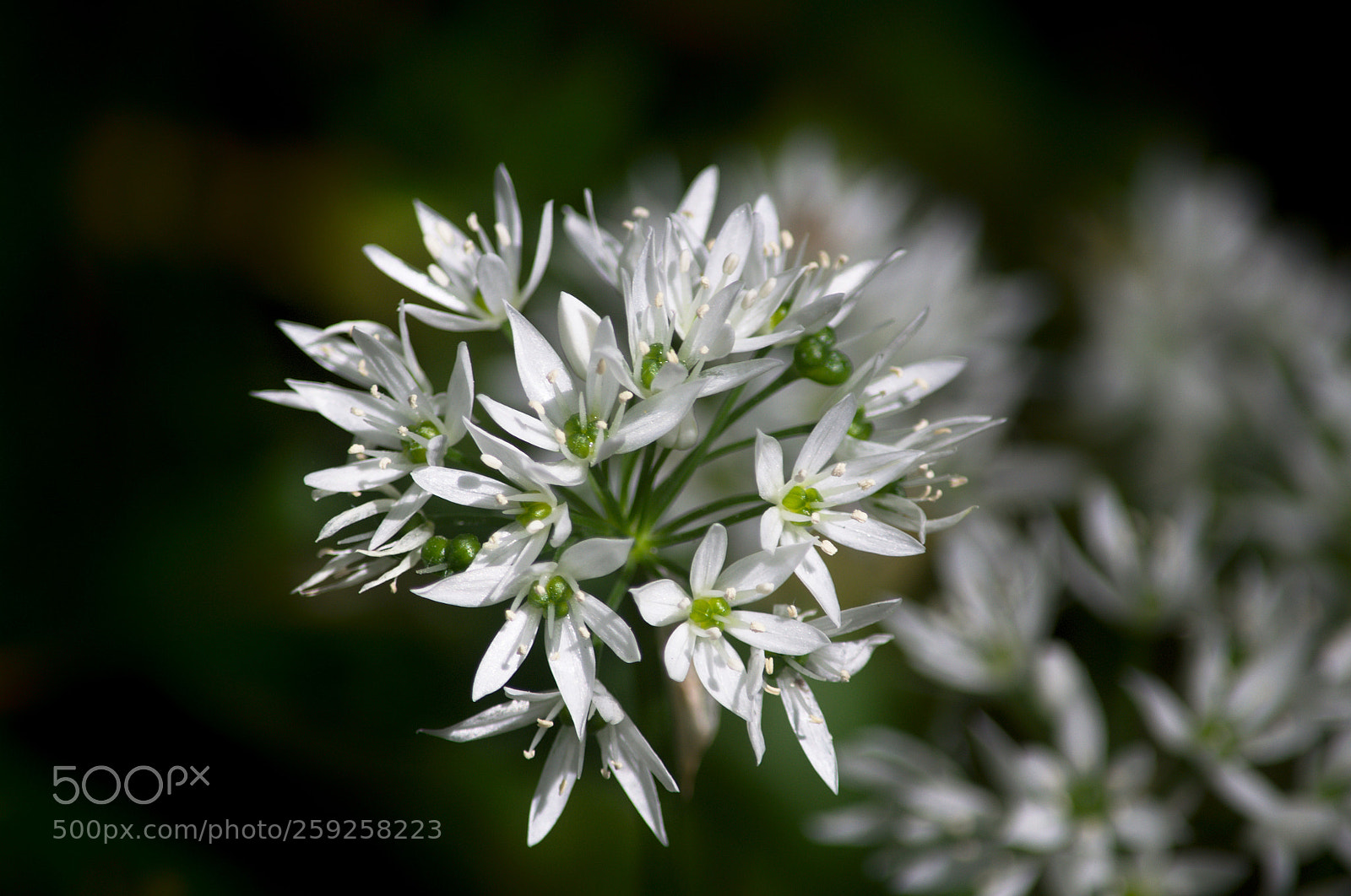 Nikon D3100 sample photo. Flowers 4 photography