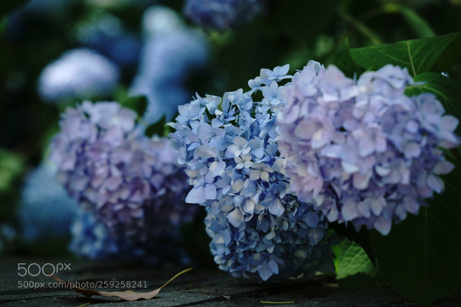 Sony a6000 sample photo. 5/24/2018 photography