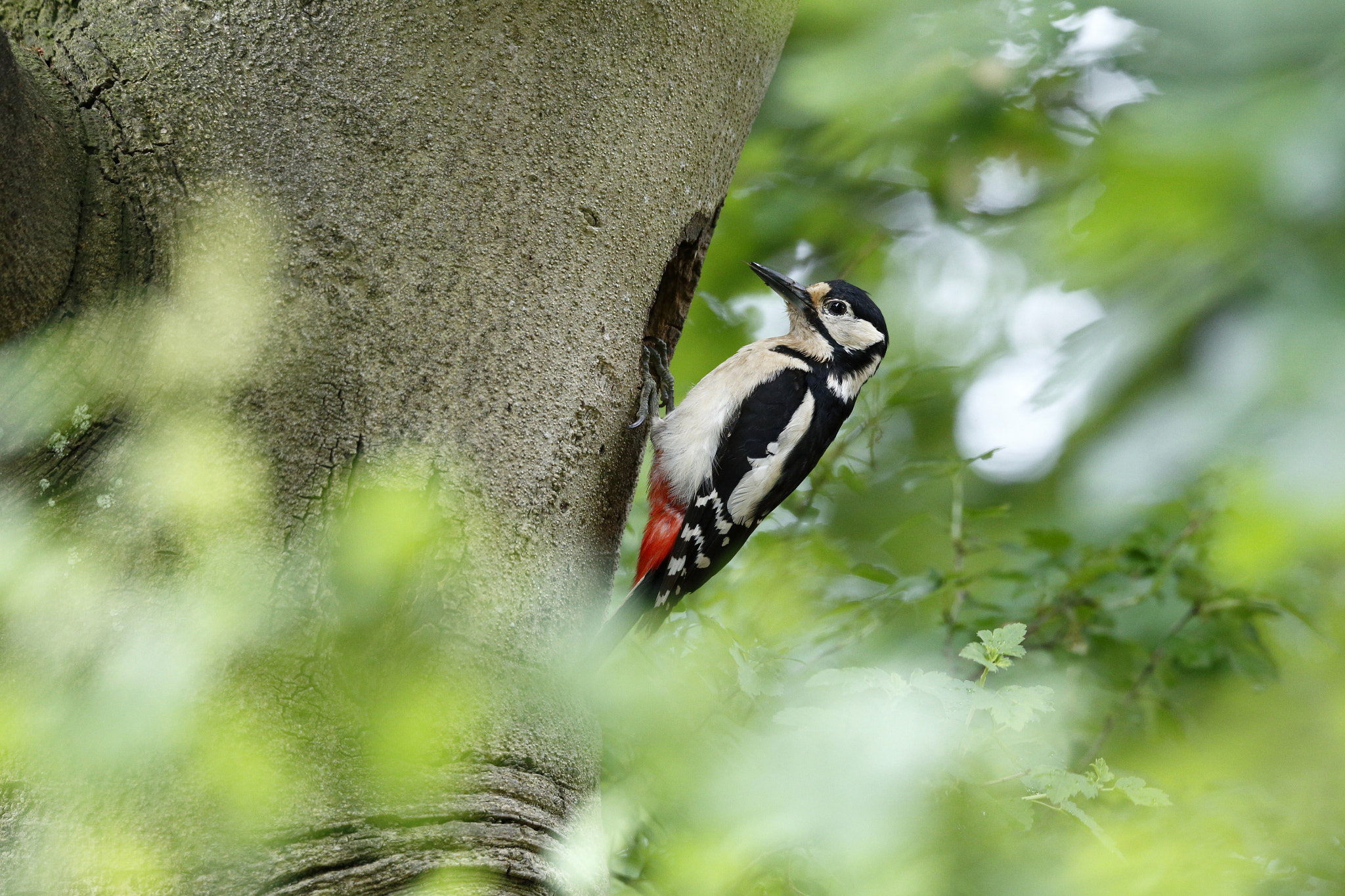 Tamron SP 150-600mm F5-6.3 Di VC USD sample photo. Buntspecht photography