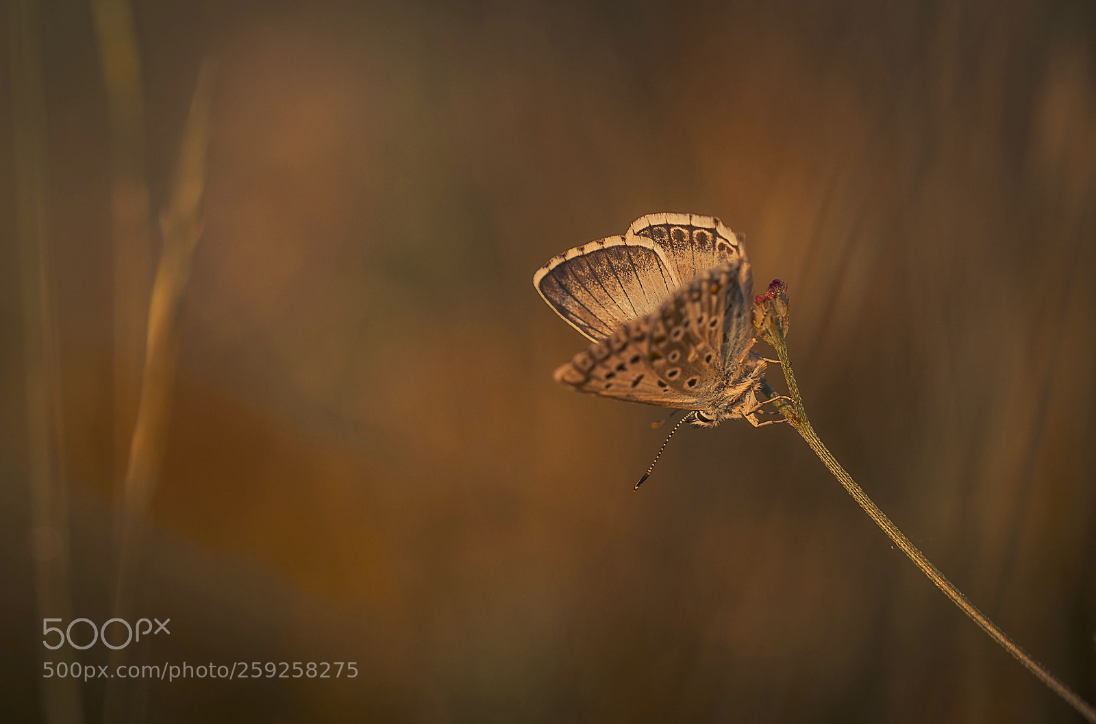 Canon EOS 6D Mark II sample photo. Blue morning photography