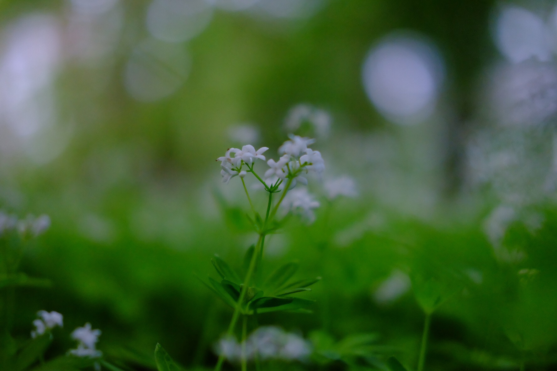 Fujifilm X-A1 sample photo