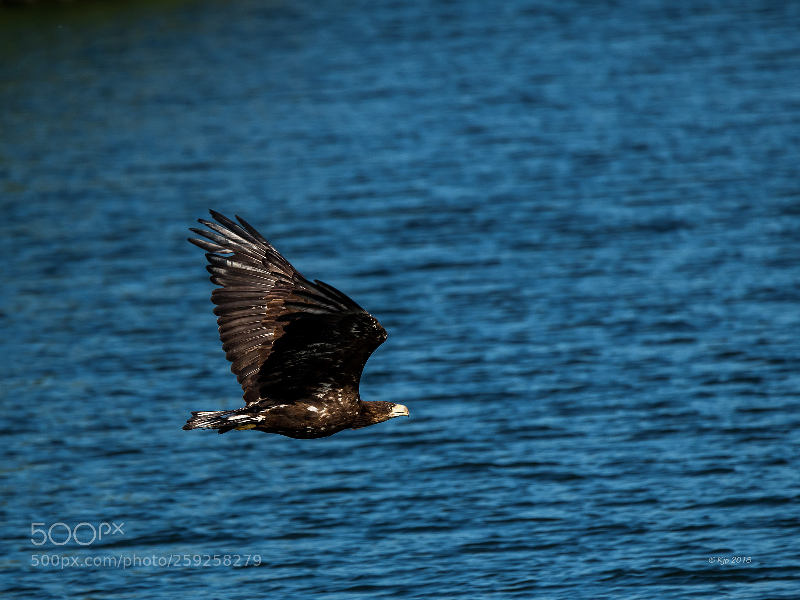 Nikon D850 sample photo. 8a2_6014_0.jpg photography