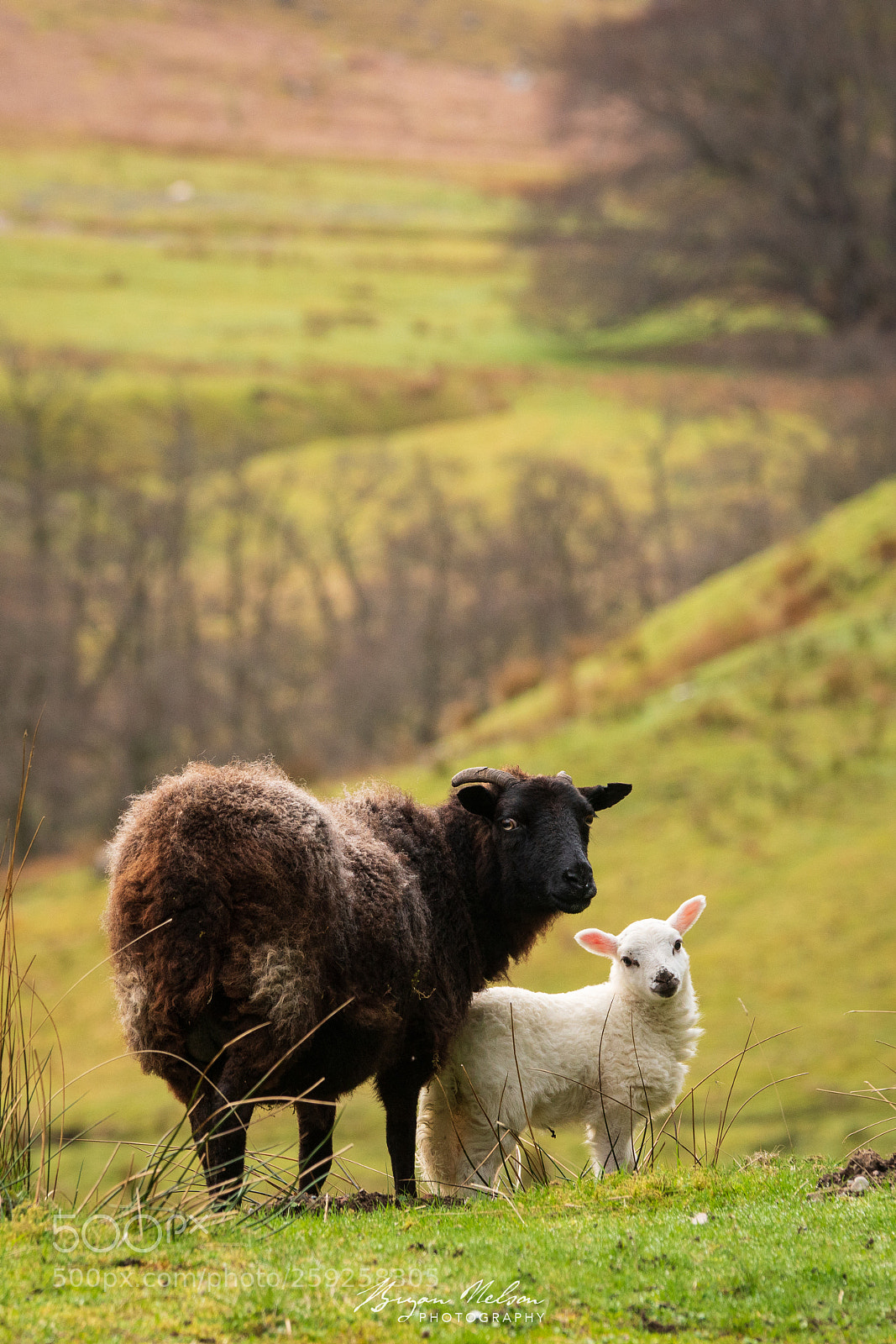 Sony a7R II sample photo. Springtime in scotland photography