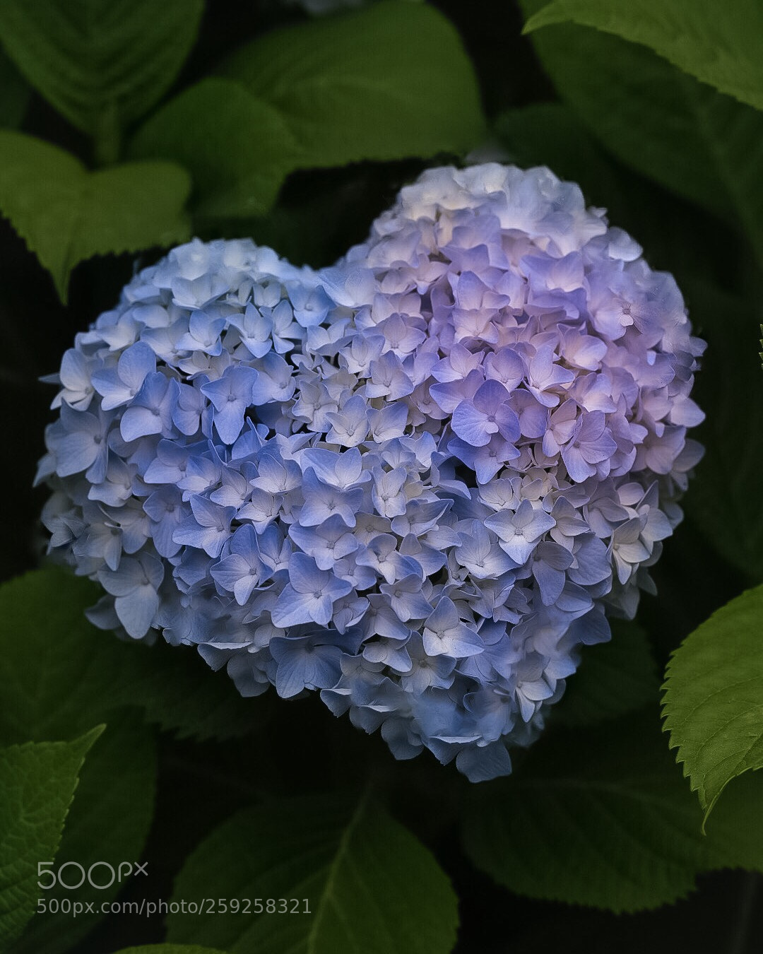 Nikon D850 sample photo. Hydrangea of ​​blue heart? photography