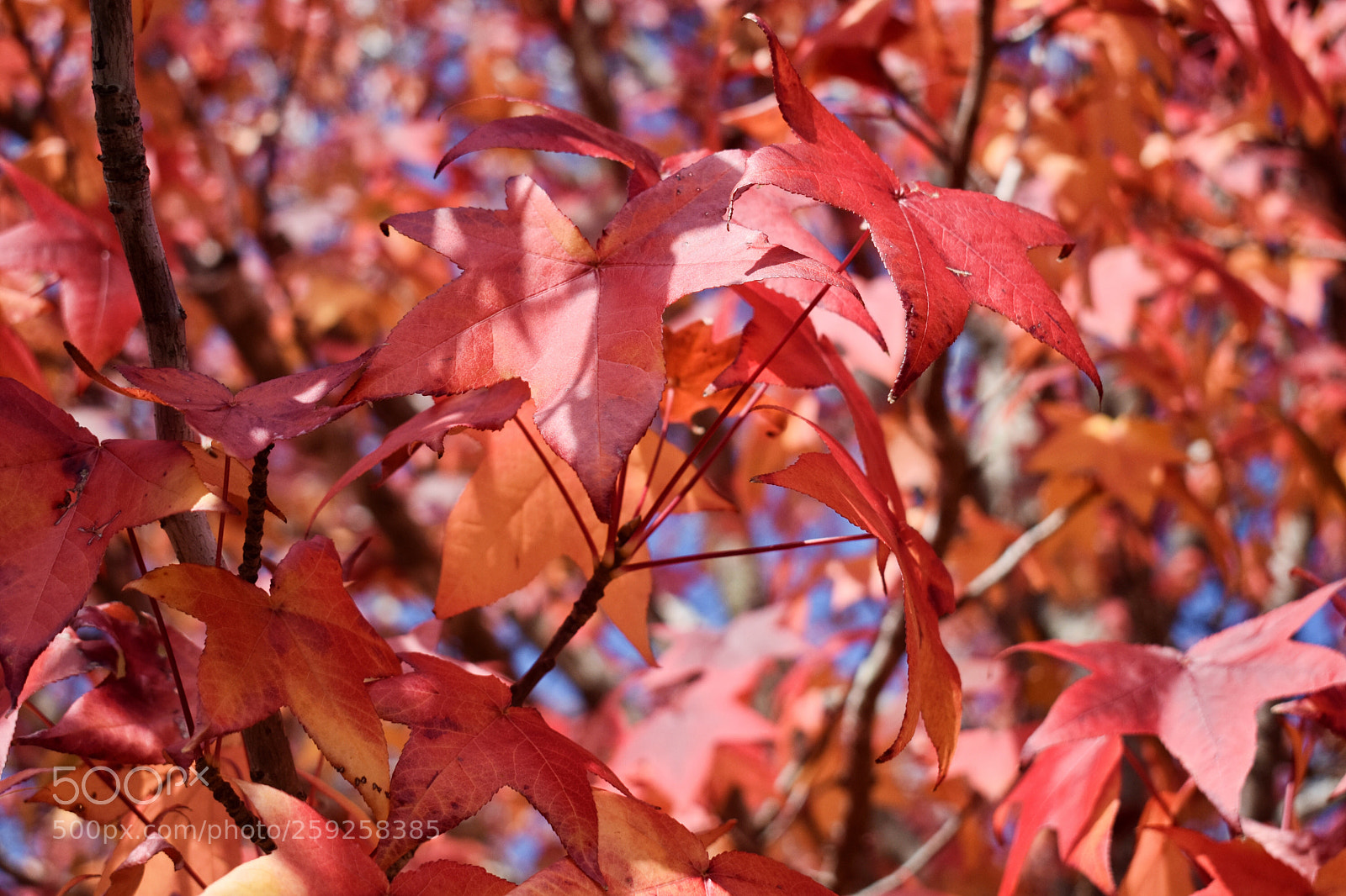 Nikon D3400 sample photo. A splash of autumn  photography