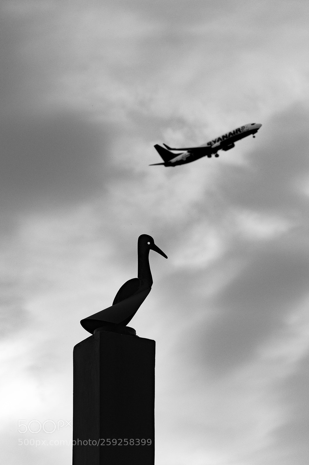 Nikon D5500 sample photo. Fly my brother, fly... photography