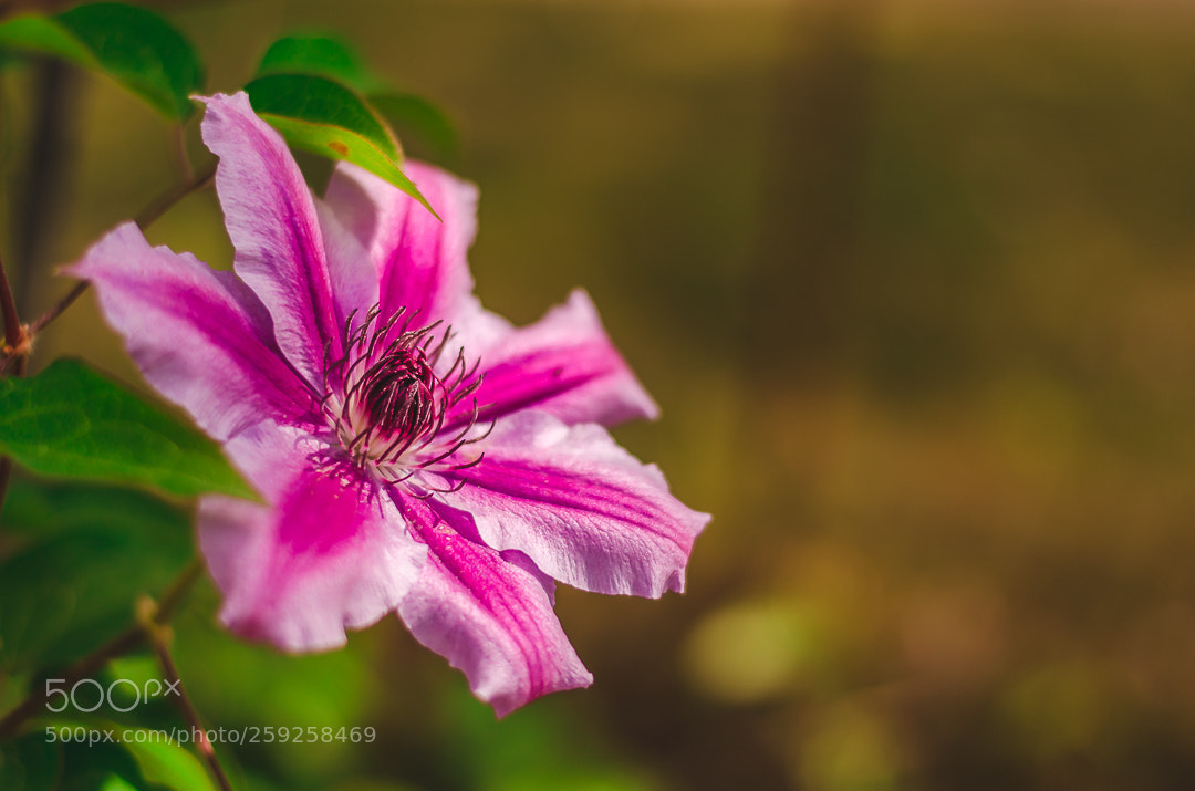 Nikon D5100 sample photo. Flower_22 photography