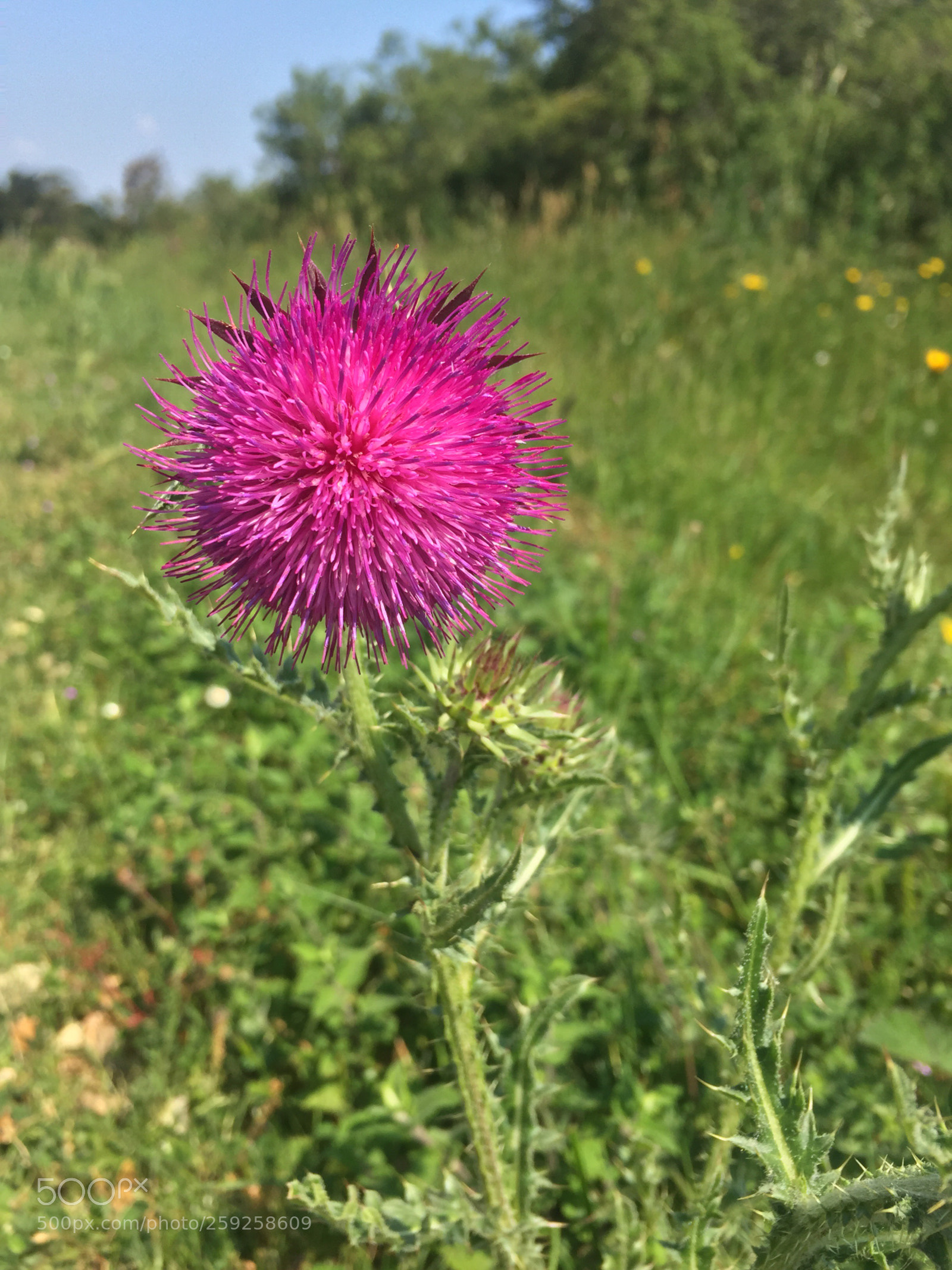 Apple iPhone 6 sample photo. Thistle  photography