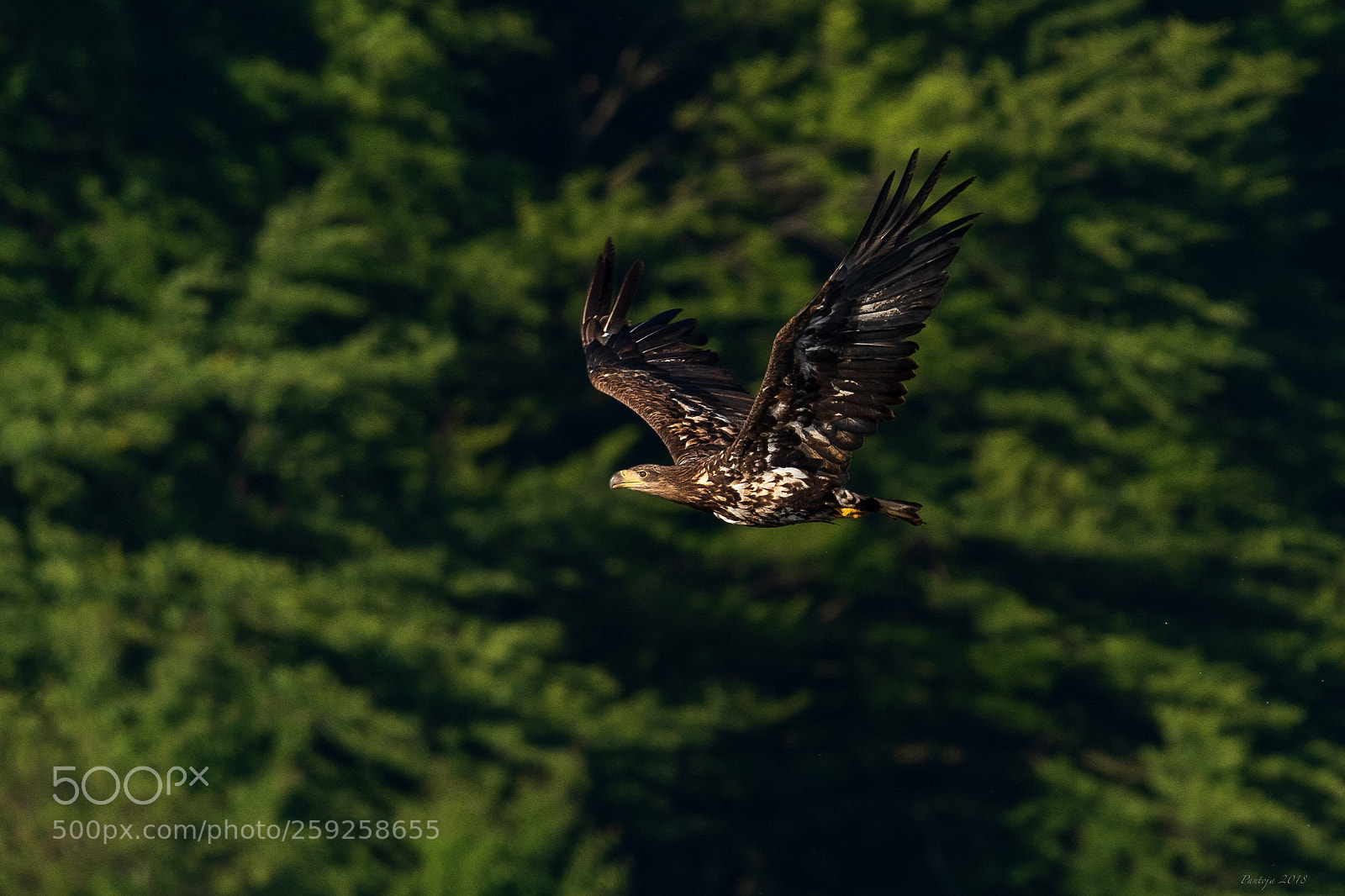 Nikon D500 sample photo. The eagle photography