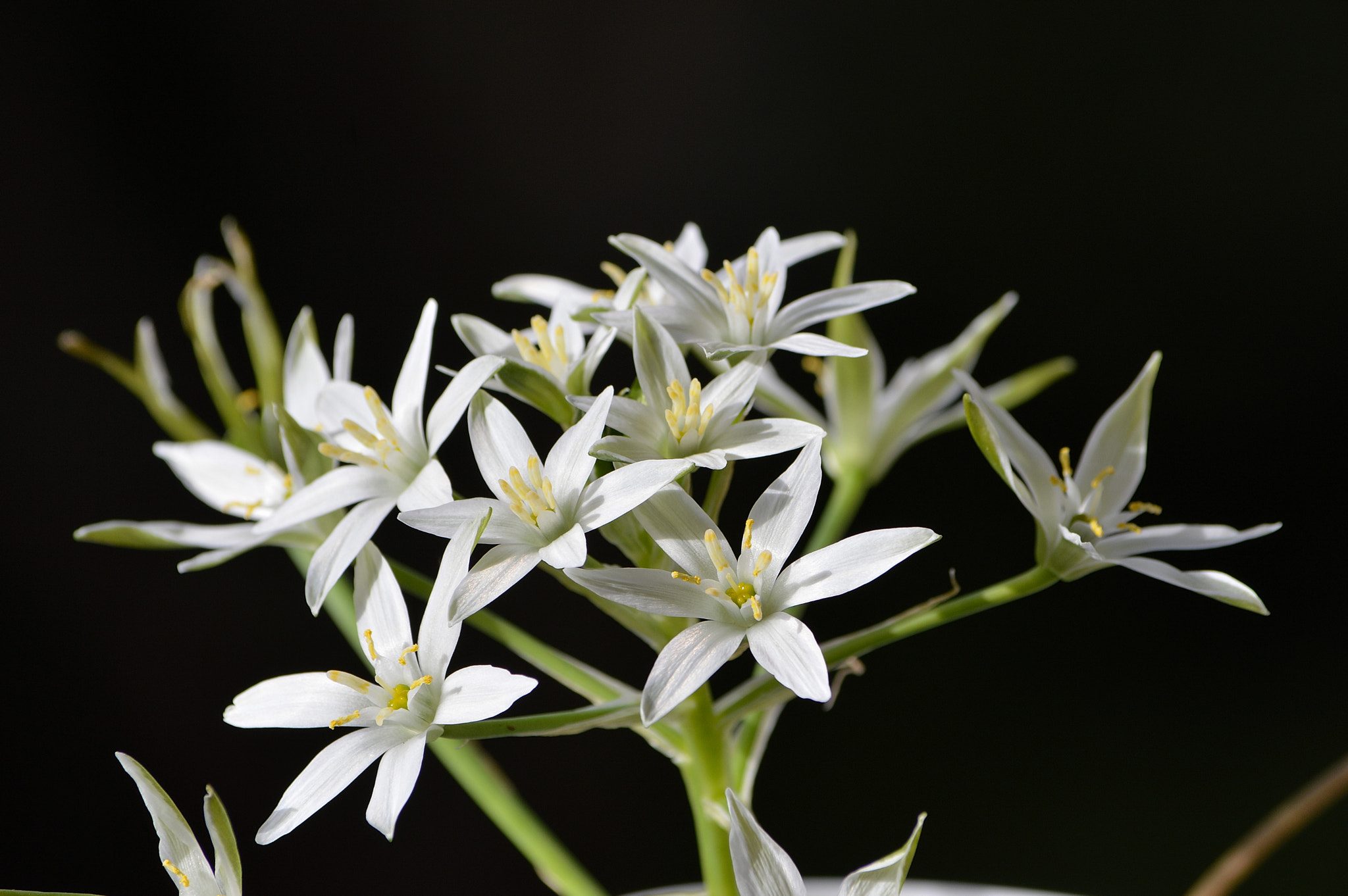 Nikon D3200 sample photo. Wildflowers photography