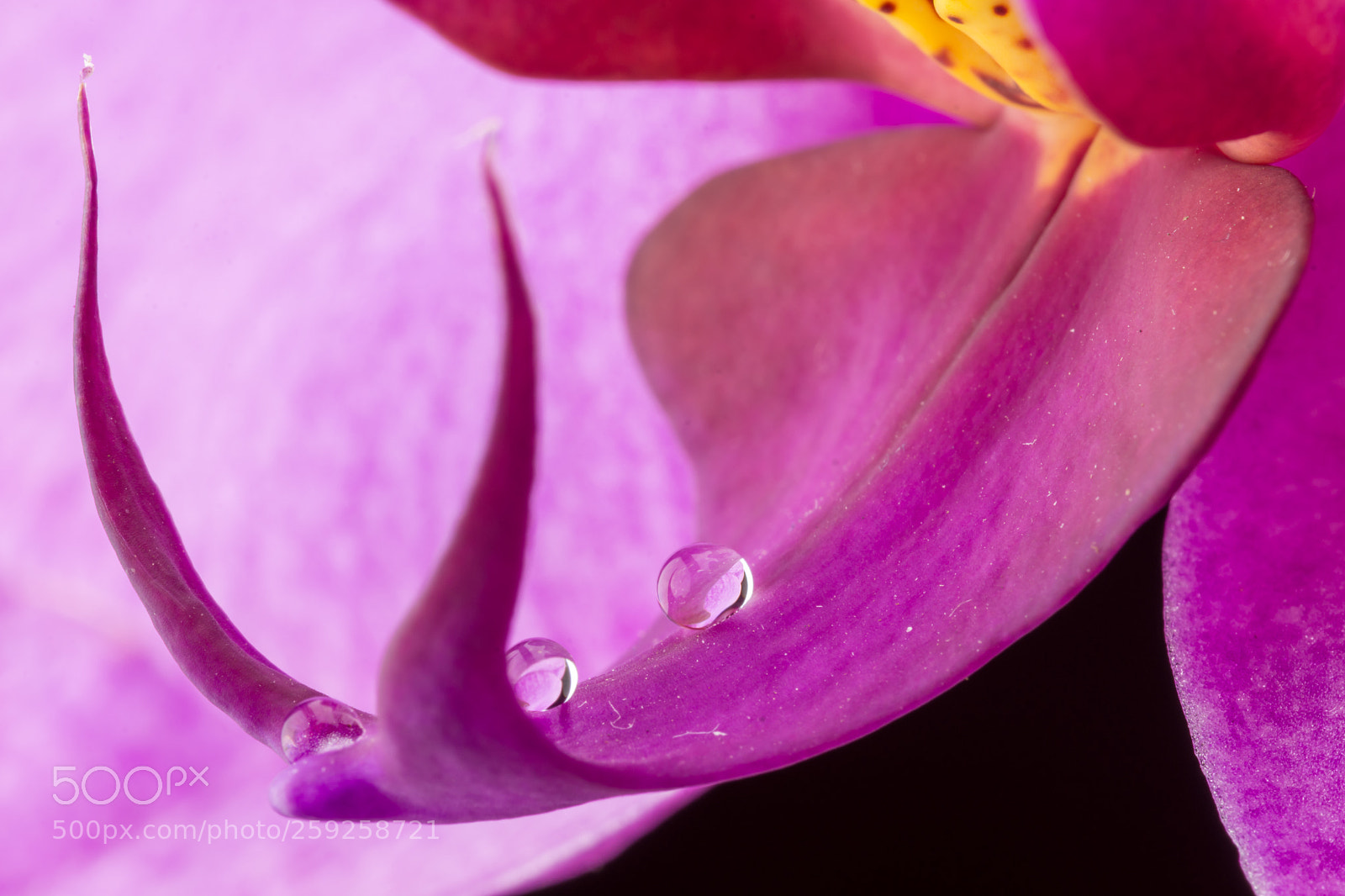 Nikon D7200 sample photo. Yellow to pink photography