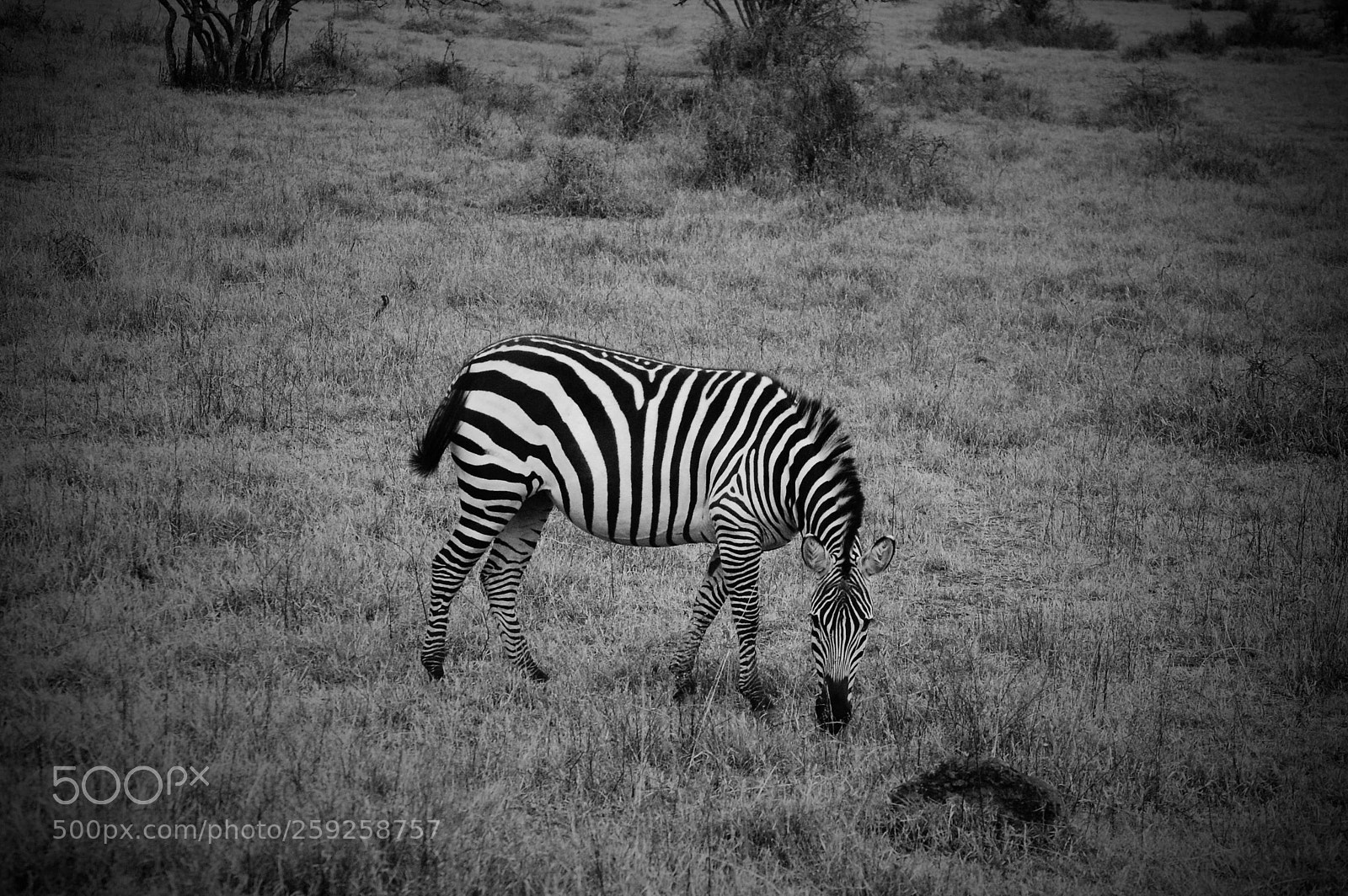Nikon D40 sample photo. Black and white photography