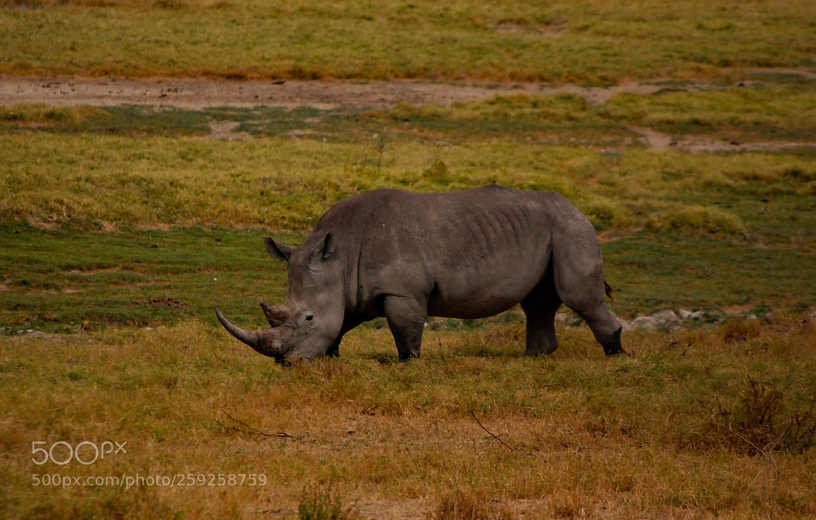 Nikon D40 sample photo. Solo buffalo photography