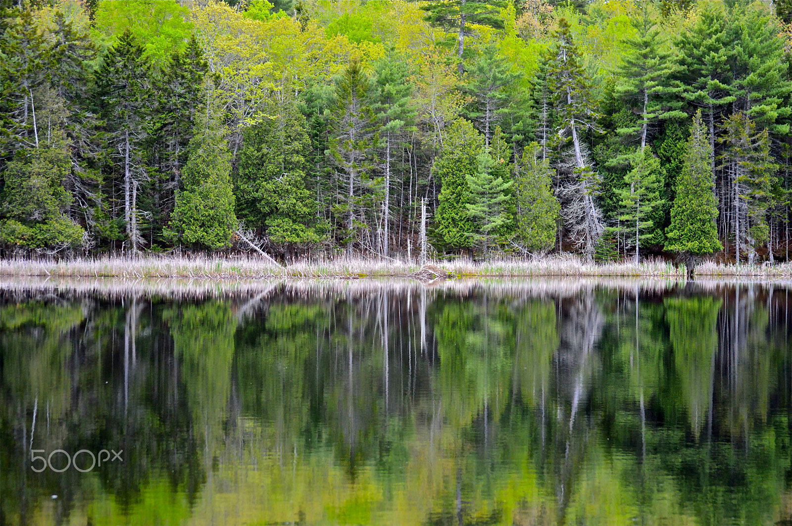 Nikon D3200 sample photo. Pond reflections photography