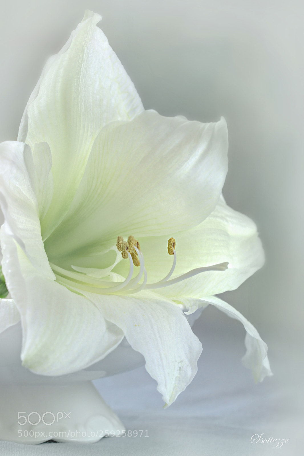 Canon EOS 600D (Rebel EOS T3i / EOS Kiss X5) sample photo. Amaryllis photography