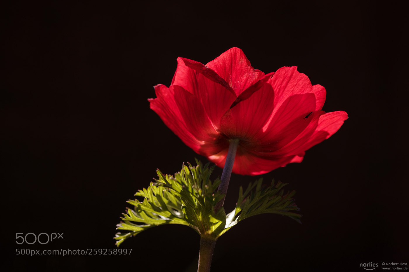 Nikon D850 sample photo. Anemone coronaria photography