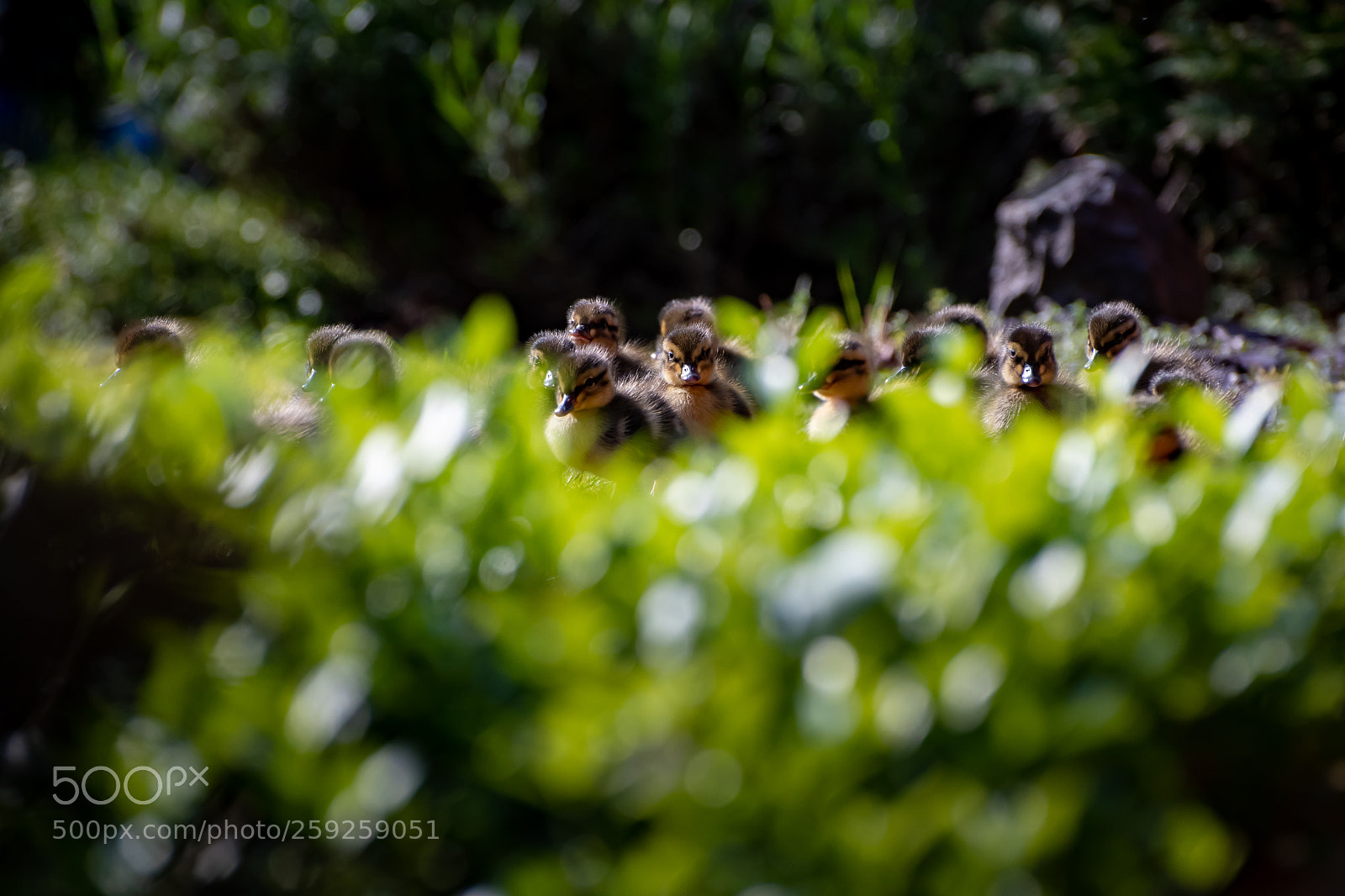 Nikon D500 sample photo. Just hatched photography