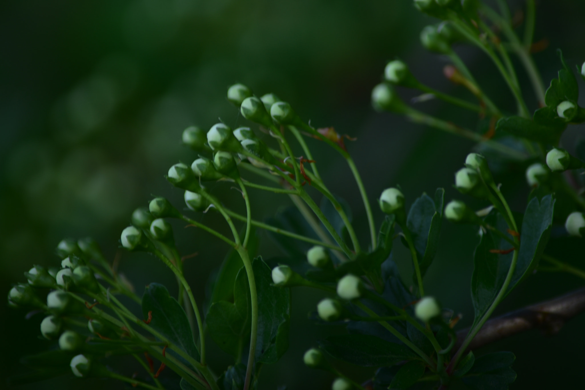 Nikon D5500 sample photo. Futures fleurs photography