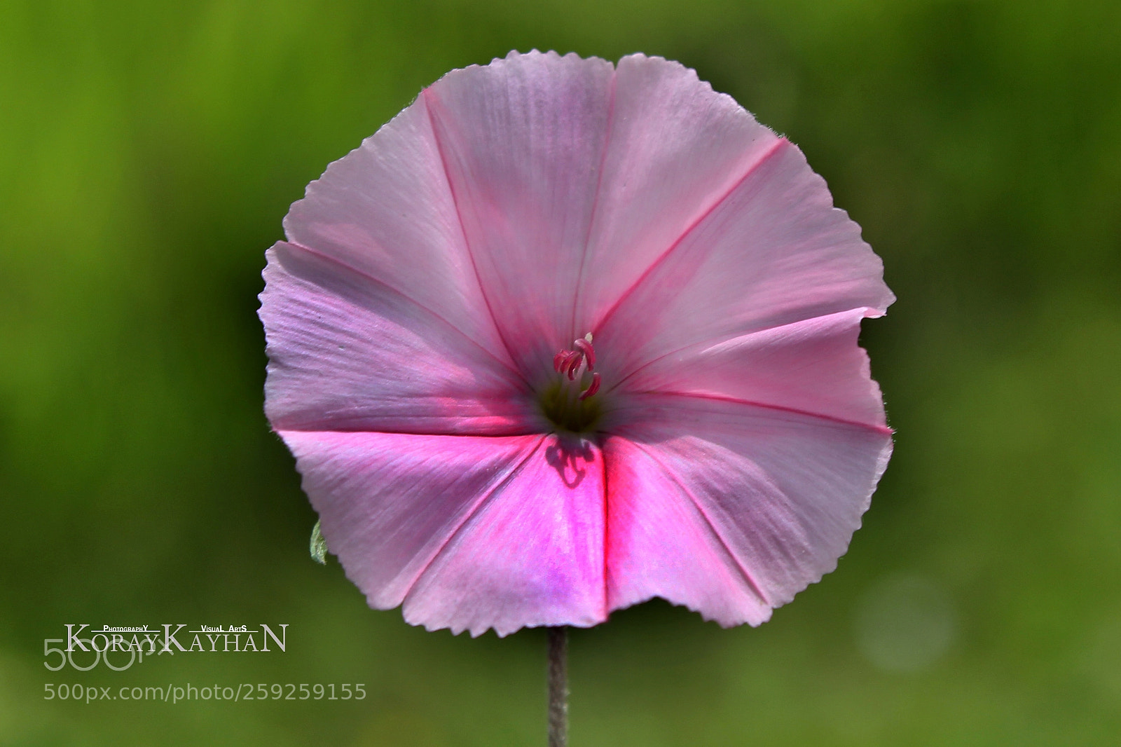 Canon EOS 60D sample photo. Yabanİ sarmaŞik ÇİÇeĞİ photography