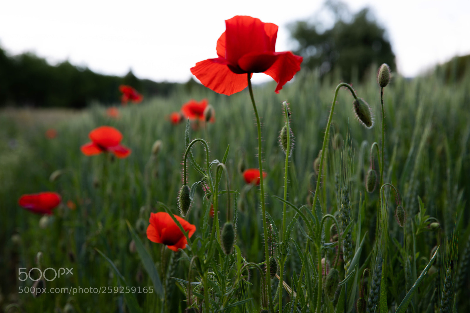 Canon EOS 6D Mark II sample photo. Flower photography