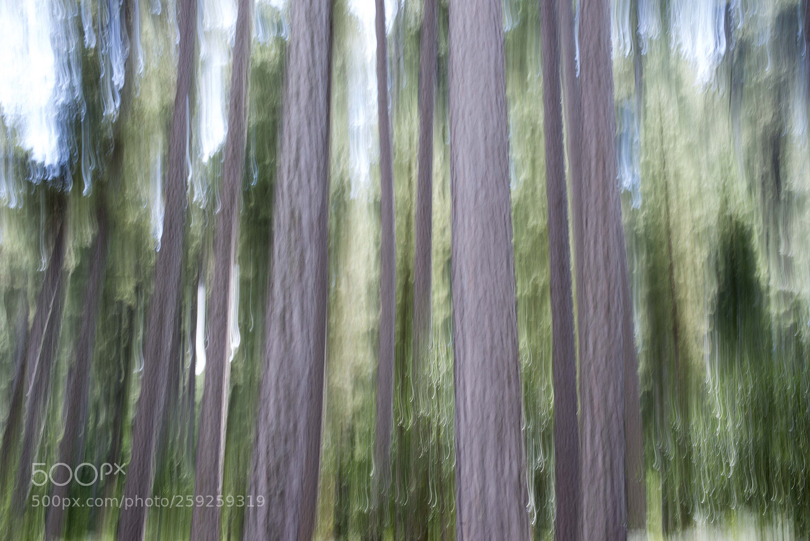 Nikon D600 sample photo. Forest photography