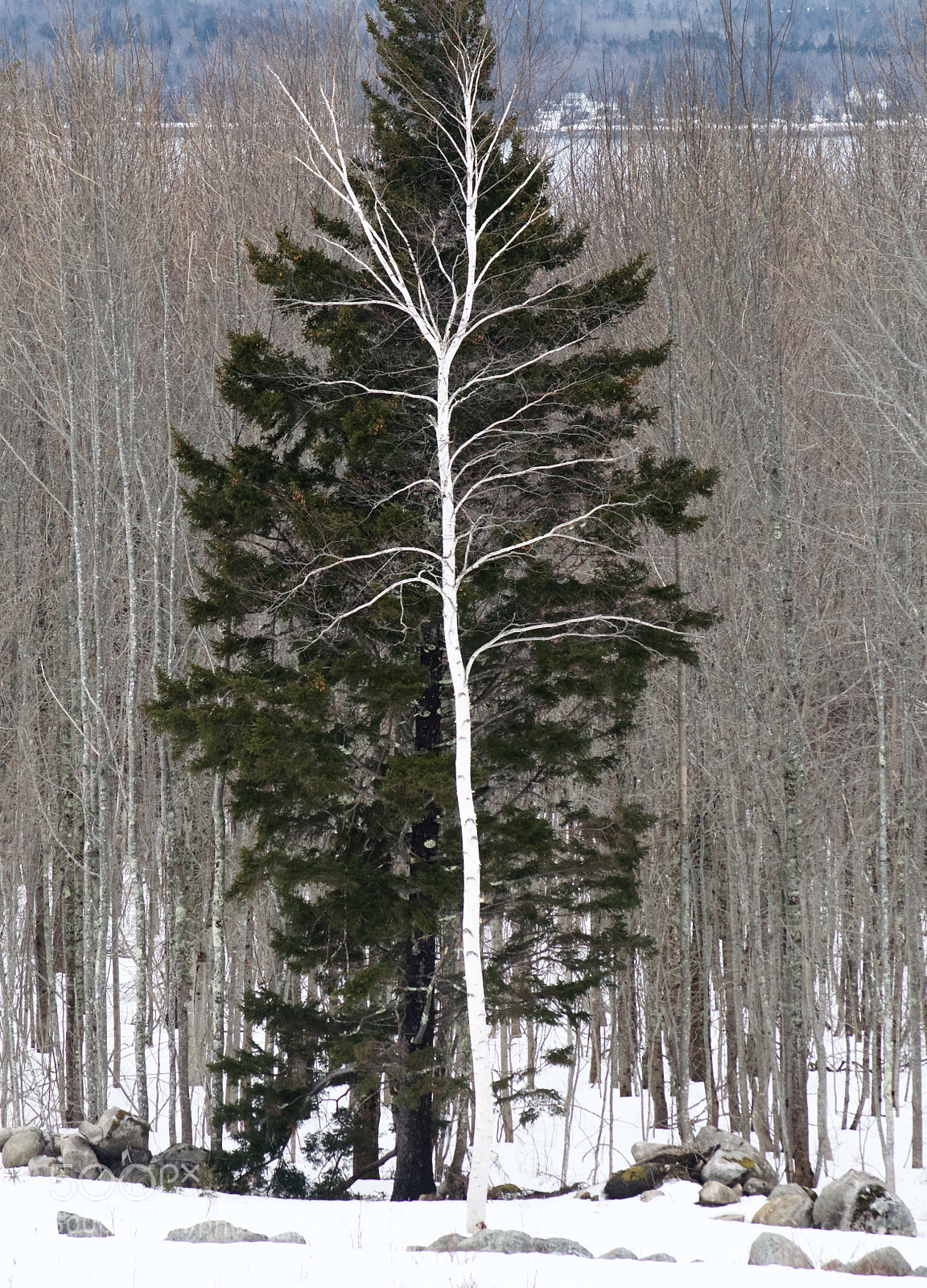 Nikon D3200 sample photo. Winter contrast photography