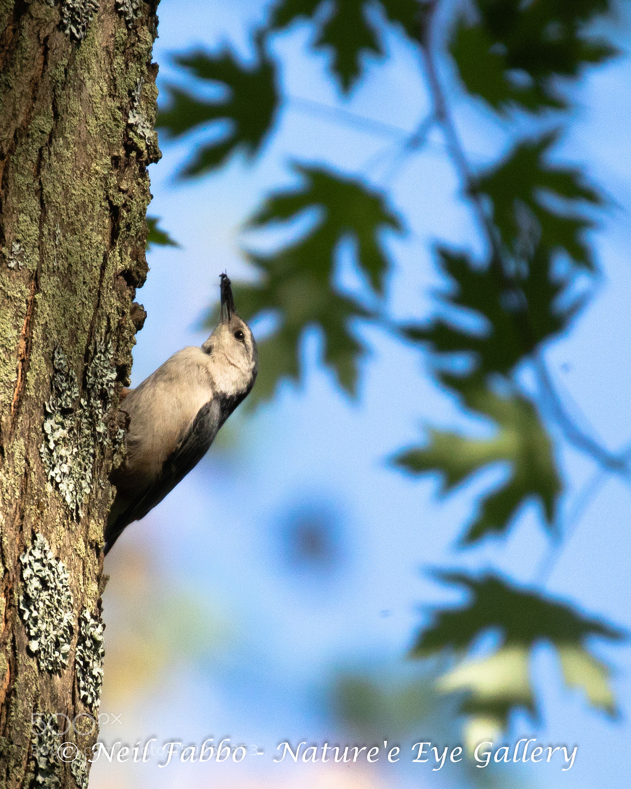 Canon EOS 5D Mark IV sample photo. Nuthatch finds an insect photography