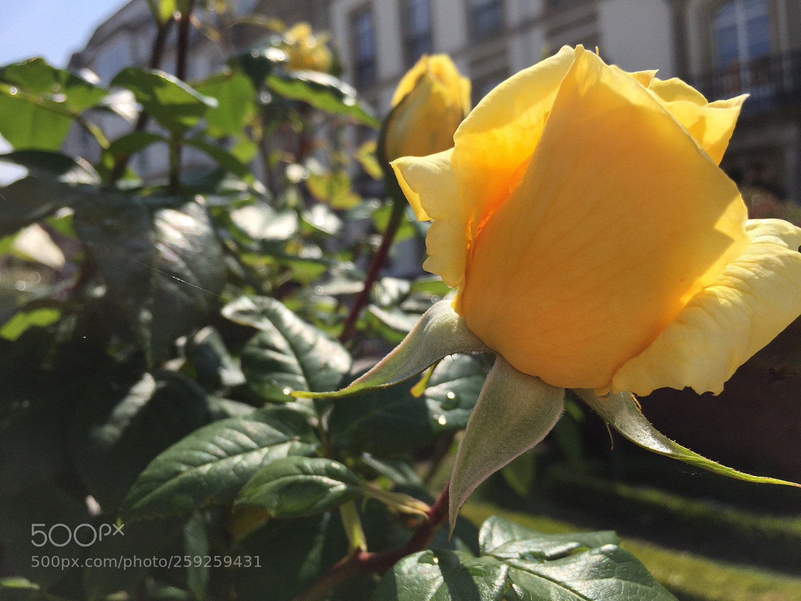 Apple iPhone 6 Plus sample photo. Untitled photography